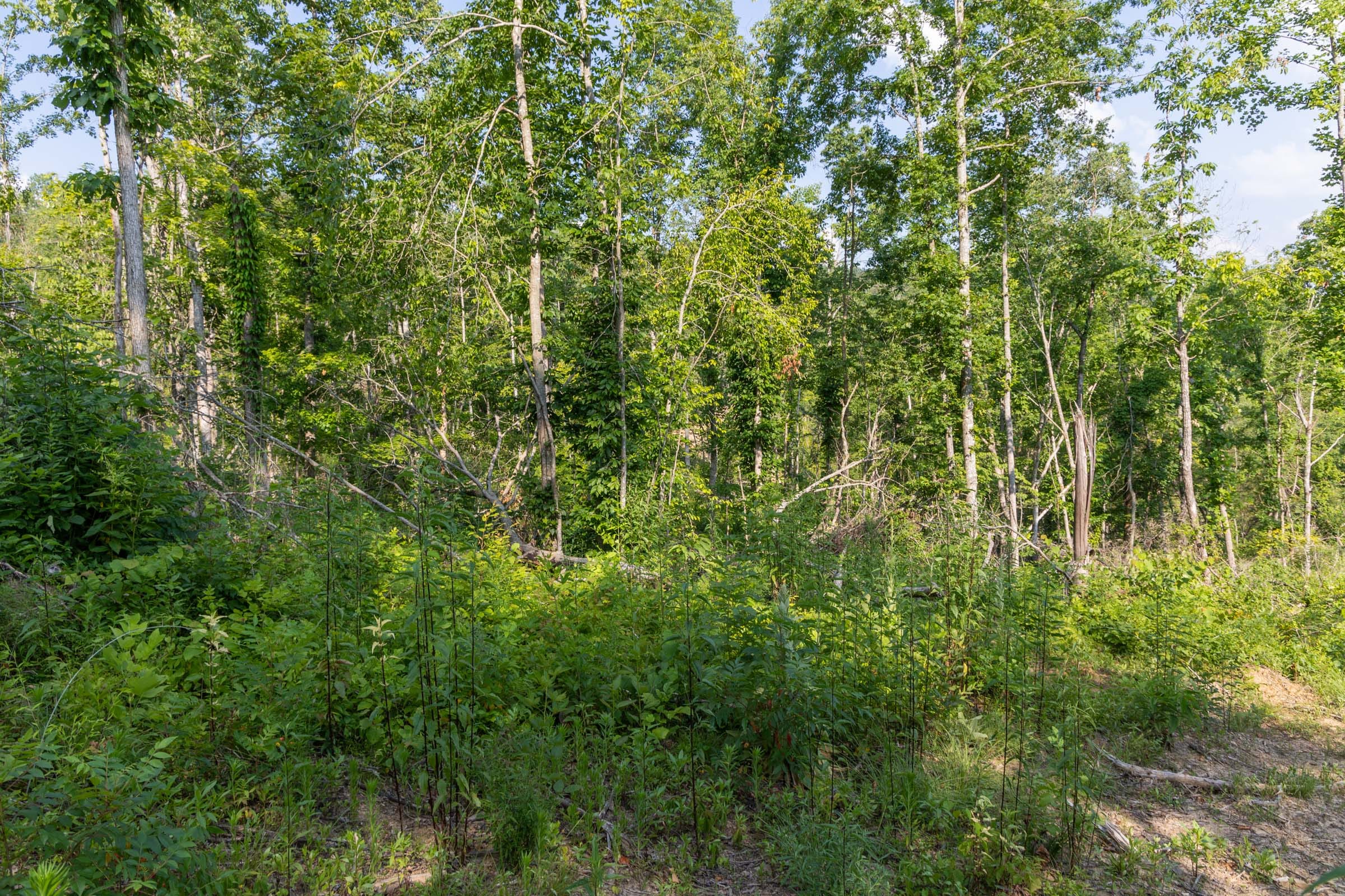 Creek Hollow Phase II Tract 83 photo 7