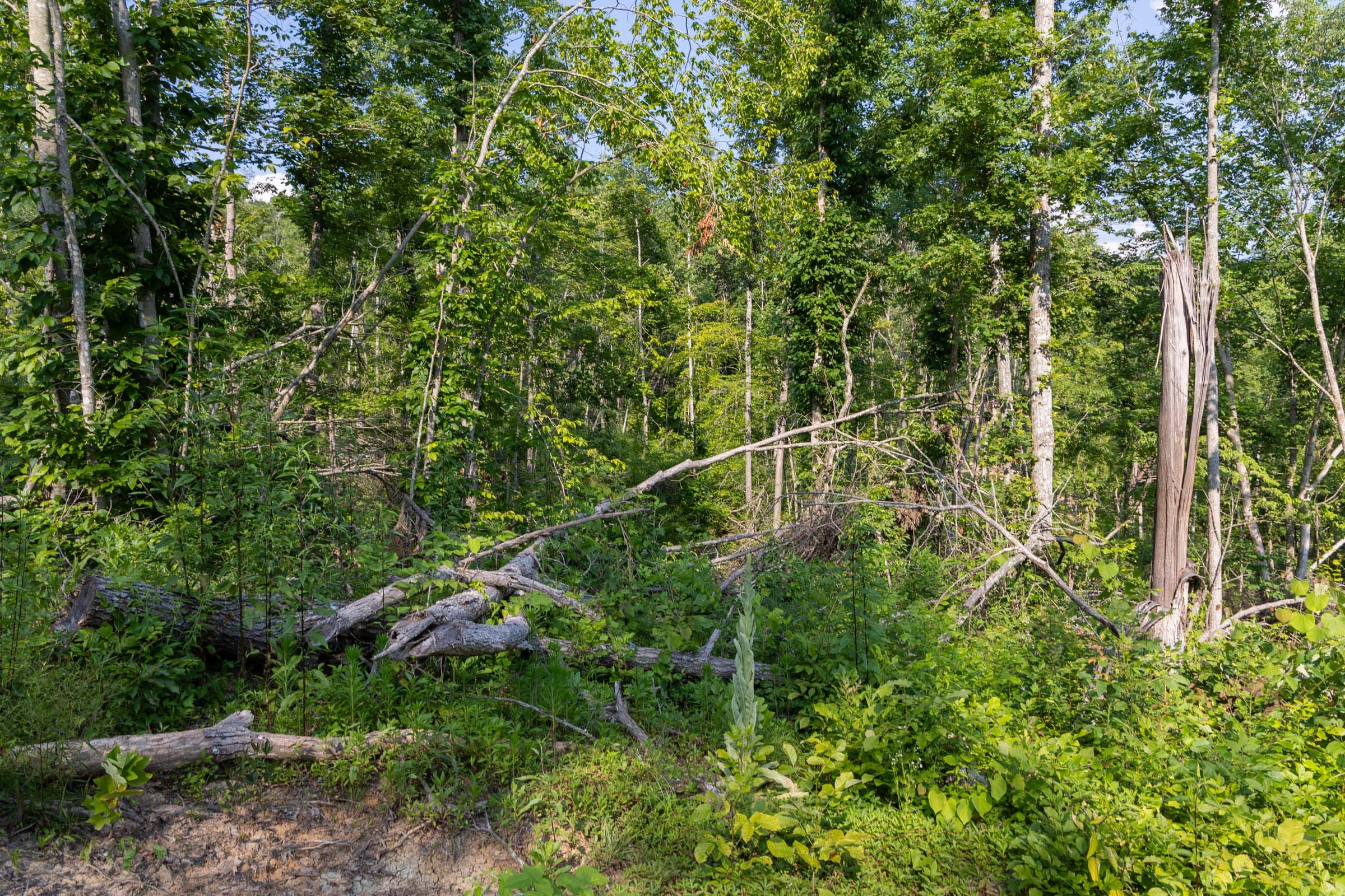 Creek Hollow Phase II Tract 83 photo 6