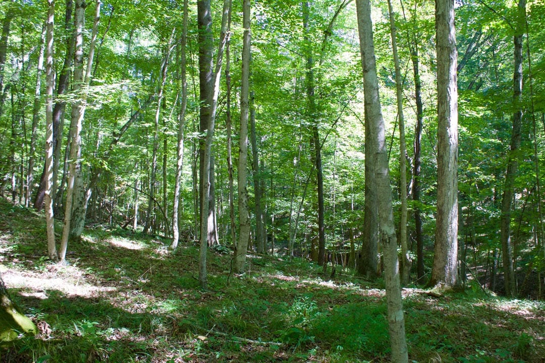 Heritage Hollow Tract 30 photo 8