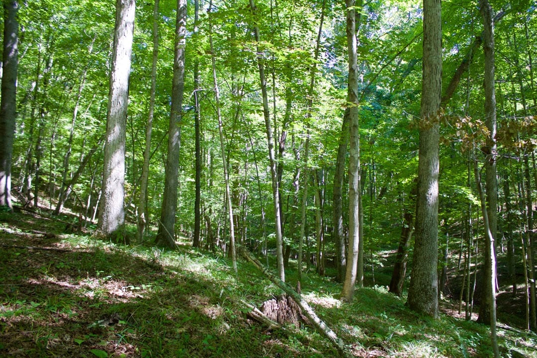 Heritage Hollow Tract 30 photo 11