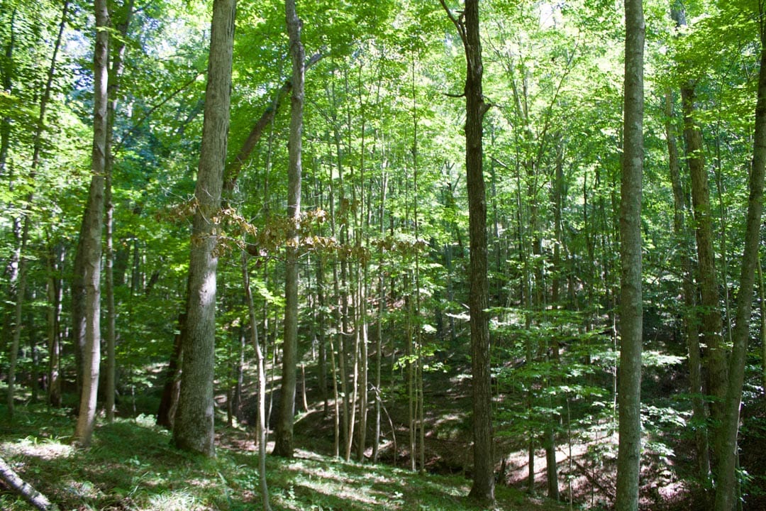 Heritage Hollow Tract 30 photo 12