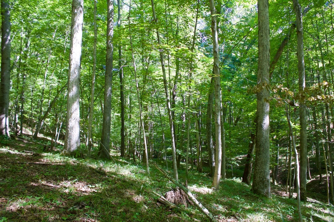Heritage Hollow Tract 30 photo 13