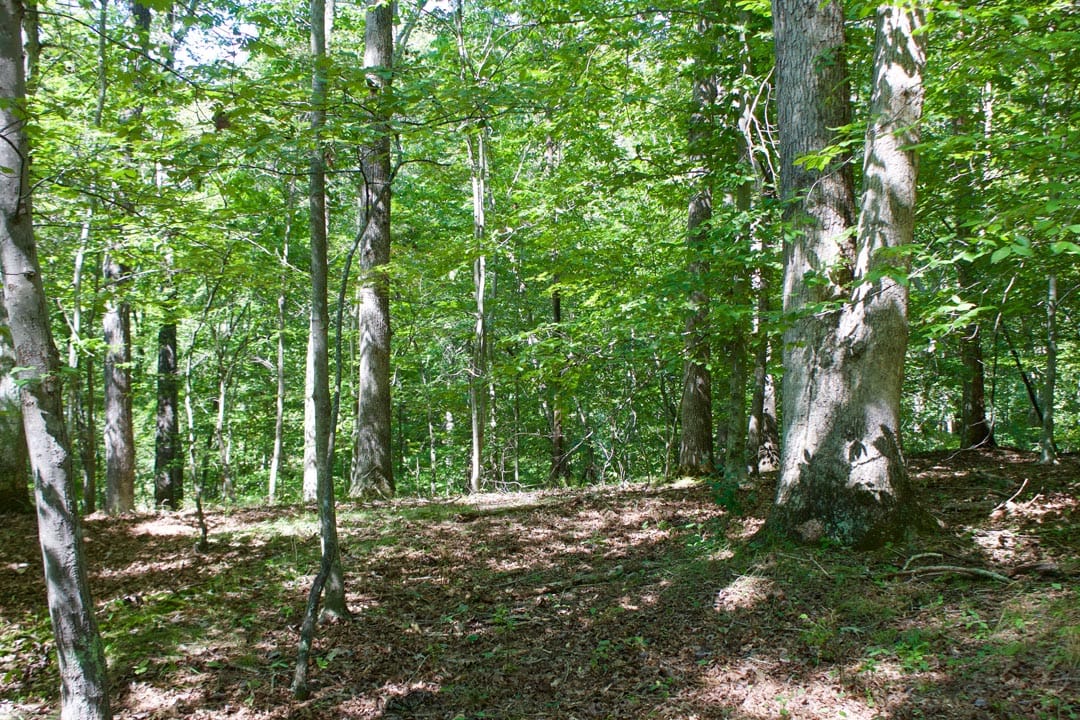 Heritage Hollow Tract 30 photo 17