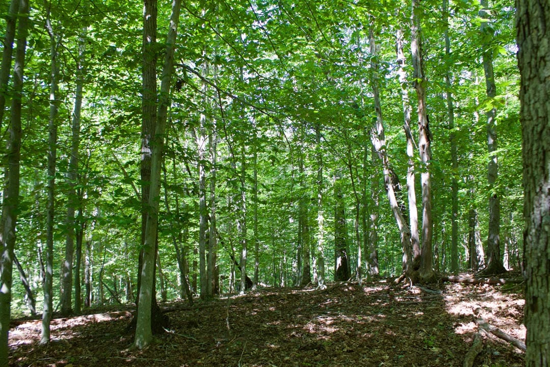 Heritage Hollow Tract 30 photo 19