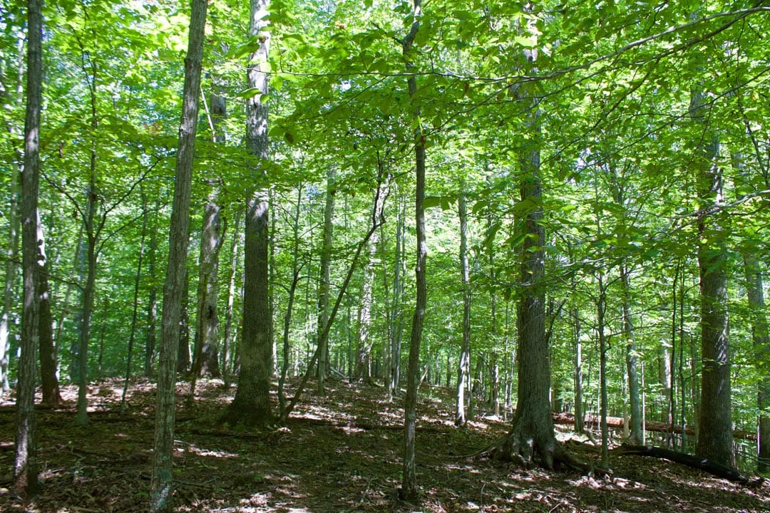 Heritage Hollow Tract 30 photo 20