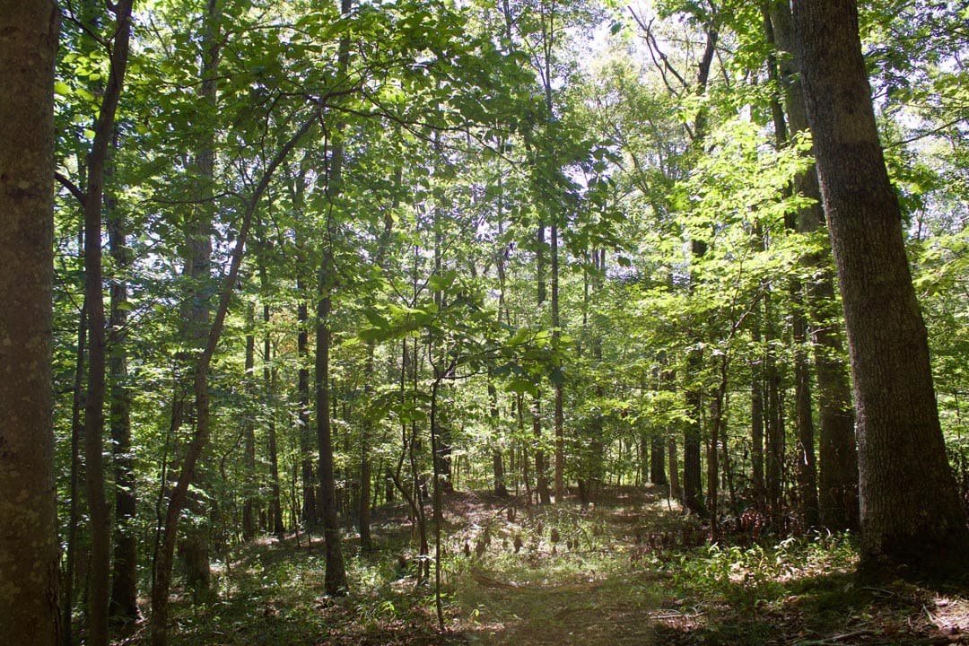 Heritage Hollow Tract 30 photo 21