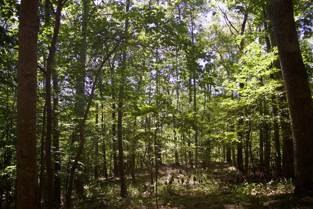 Heritage Hollow Tract 30 photo 22