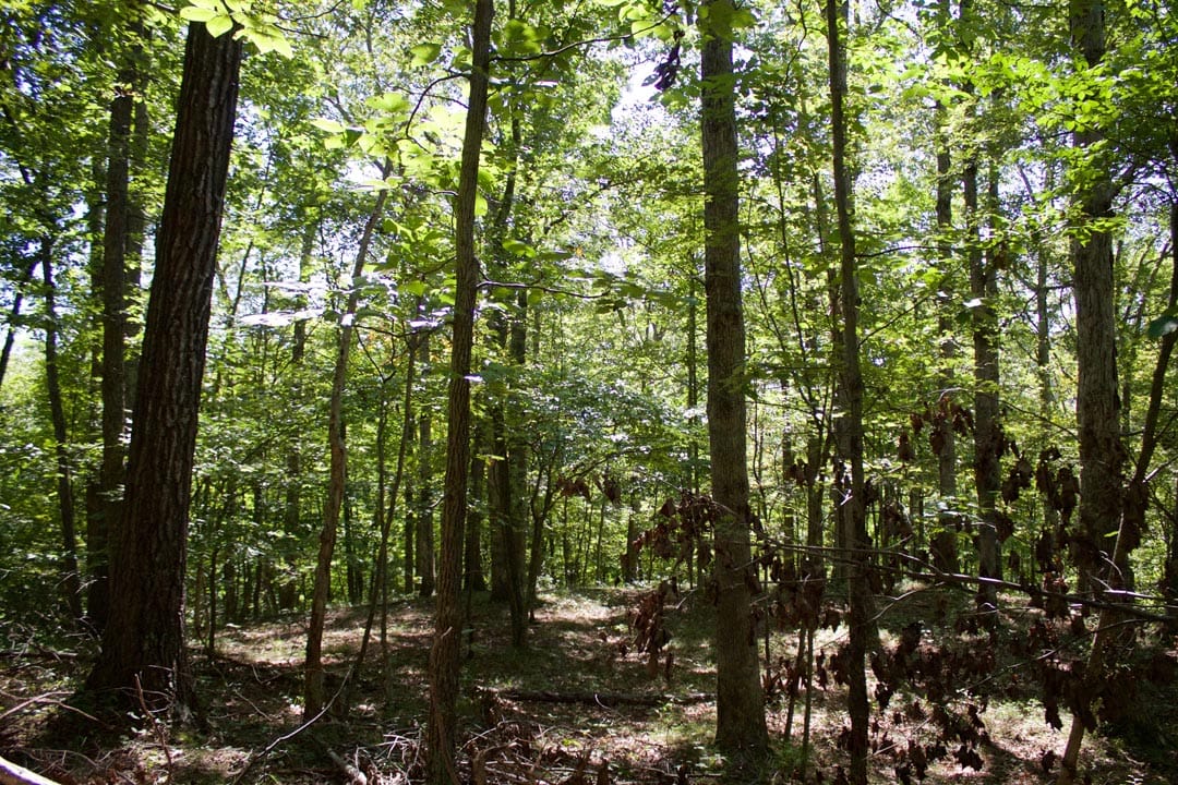 Heritage Hollow Tract 30 photo 24