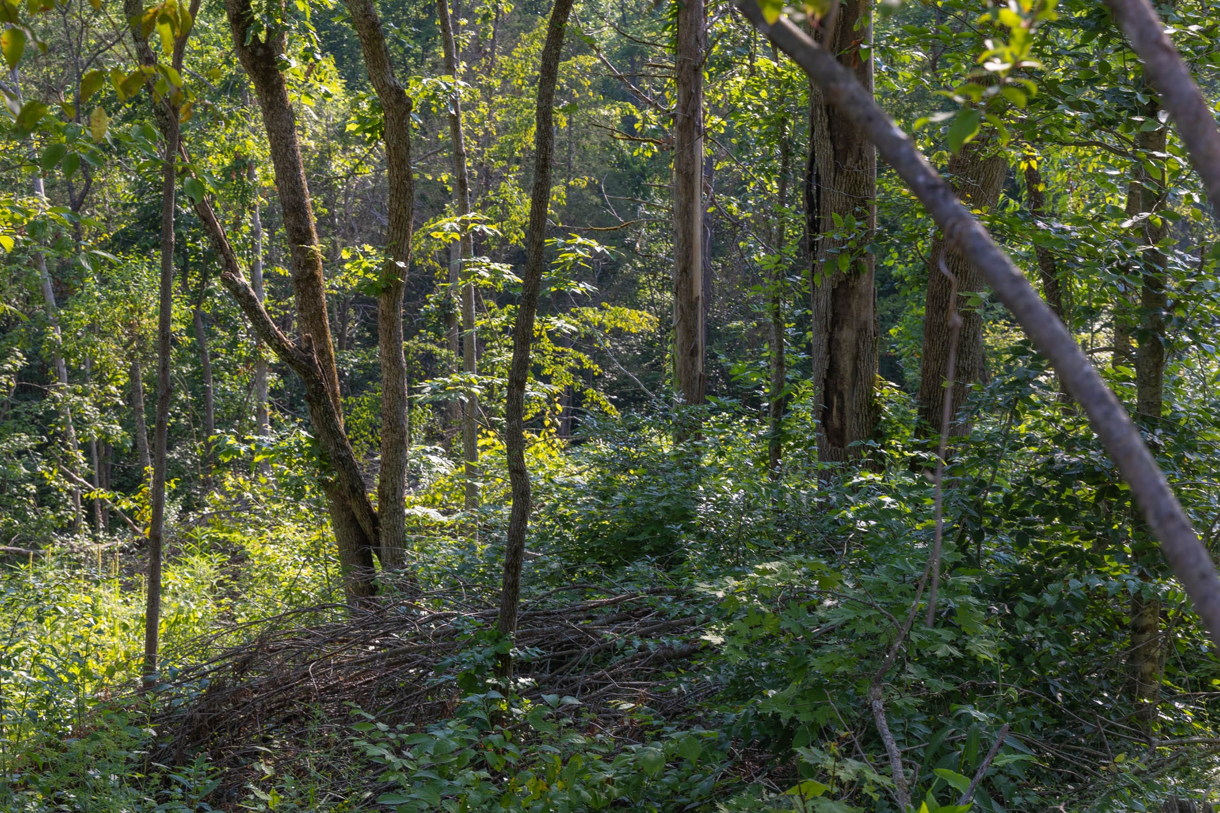 Creek Hollow Phase II Tract 86 photo 12