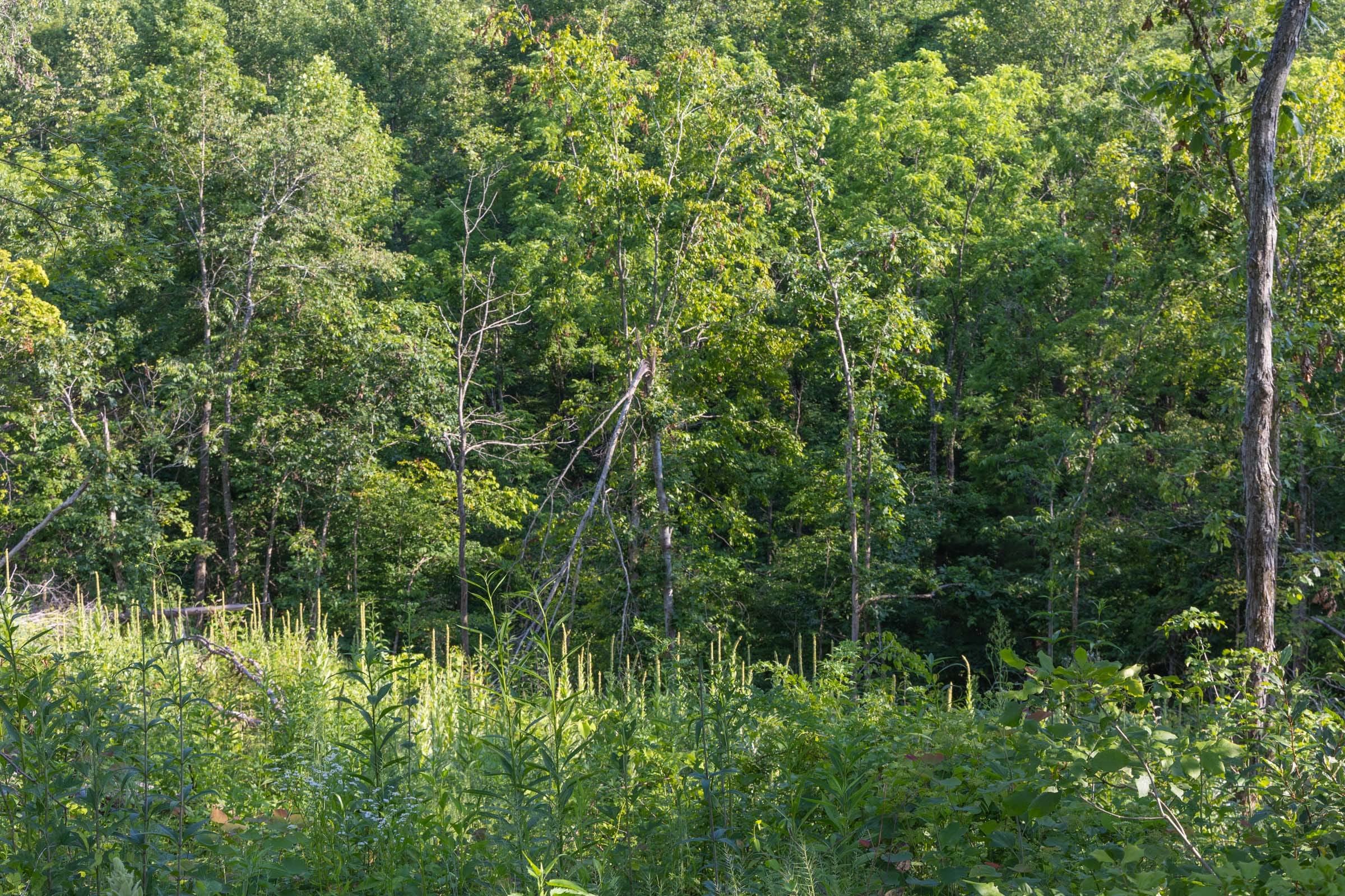 Creek Hollow Phase II Tract 86 photo 11
