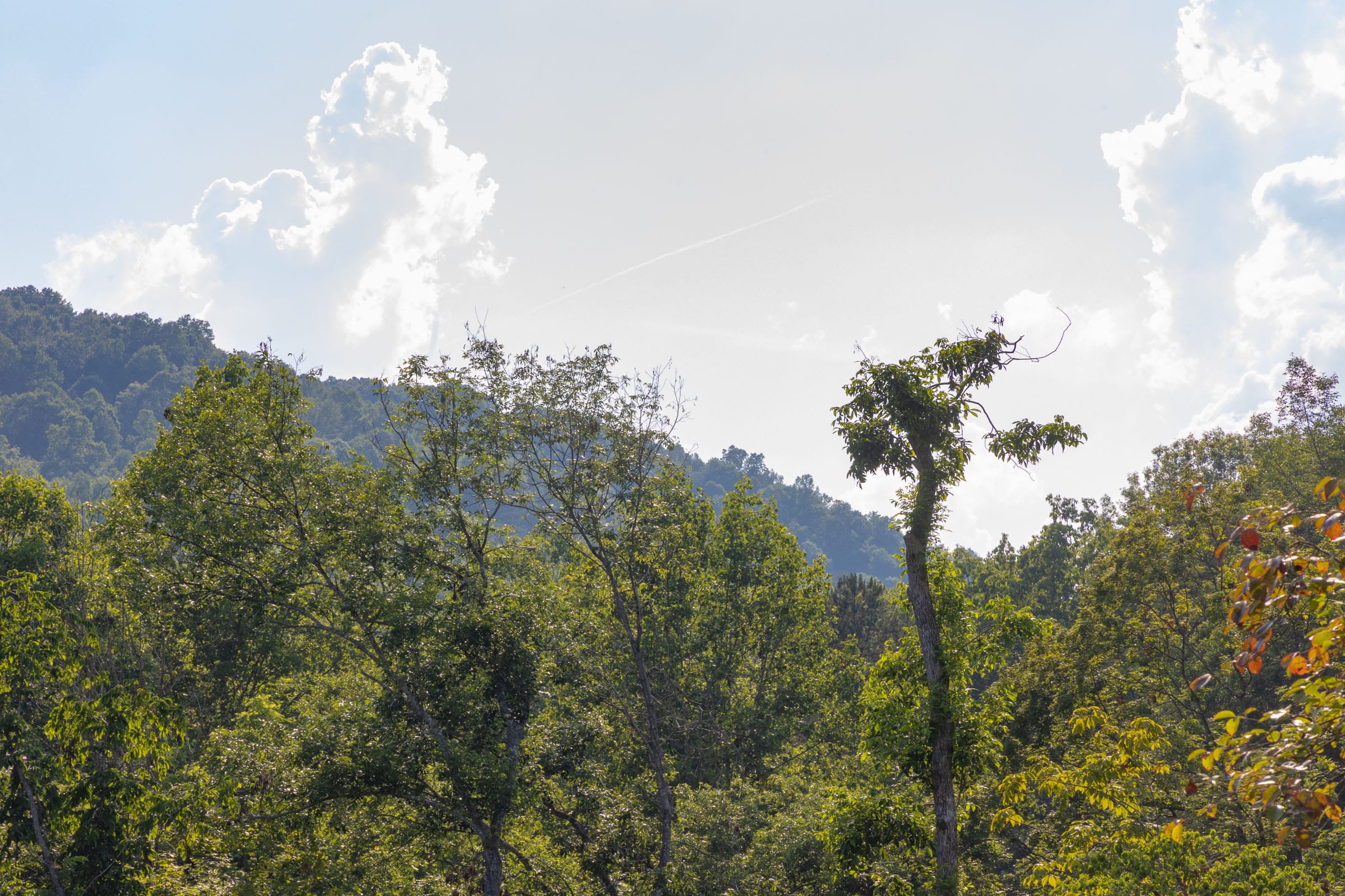 Creek Hollow Phase II Tract 86 photo 6
