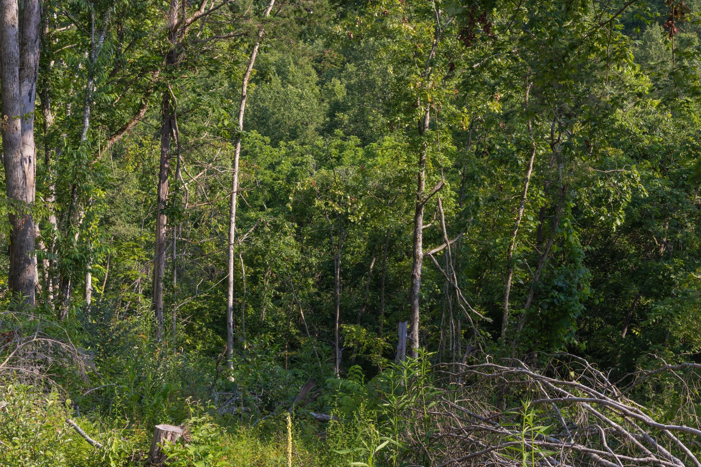 Creek Hollow Phase II Tract 86 photo 5
