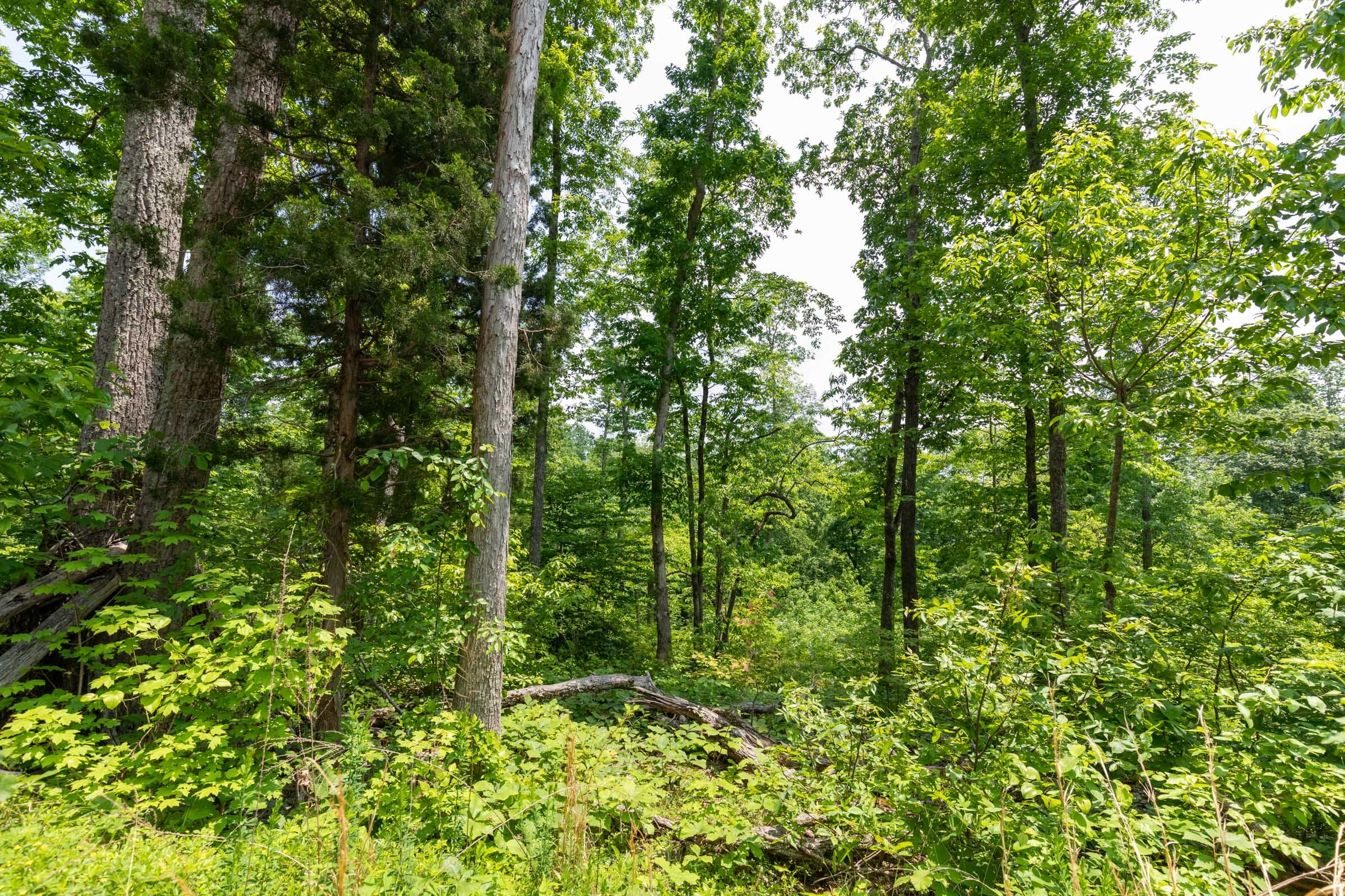 Cedar Creek Tract 14 photo 2