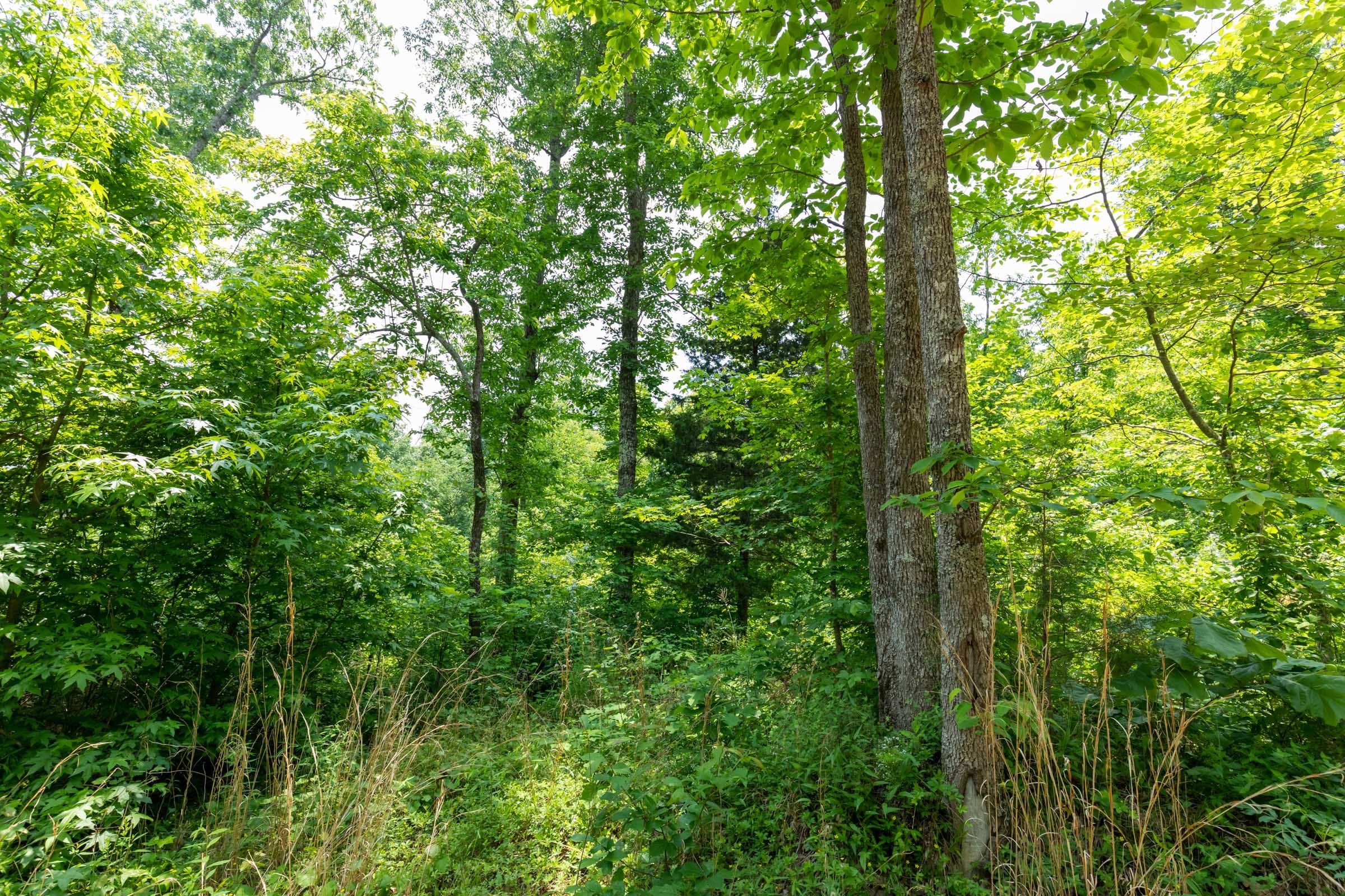 Cedar Creek Tract 14 photo 3