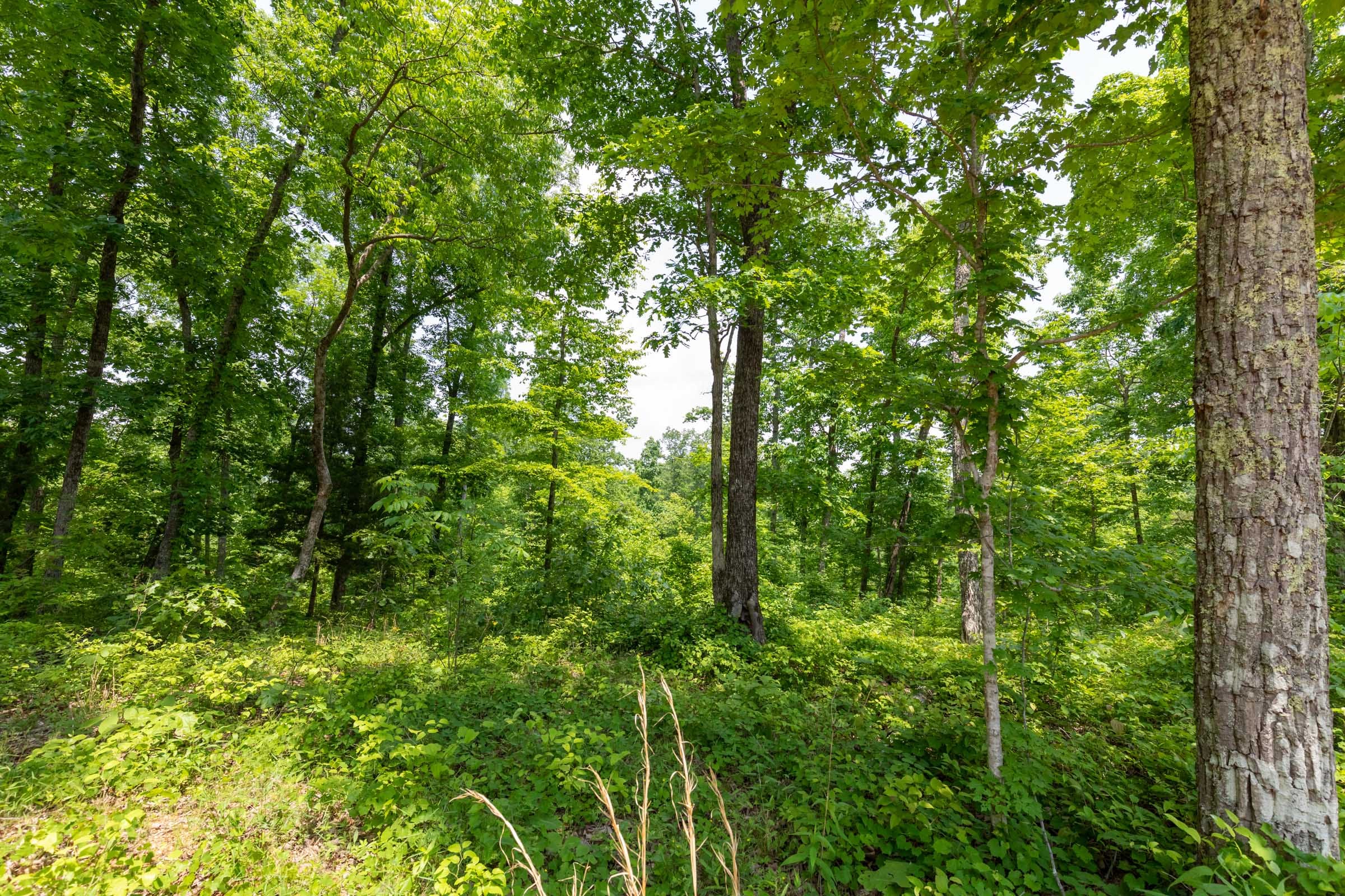 Cedar Creek Tract 14 photo 4