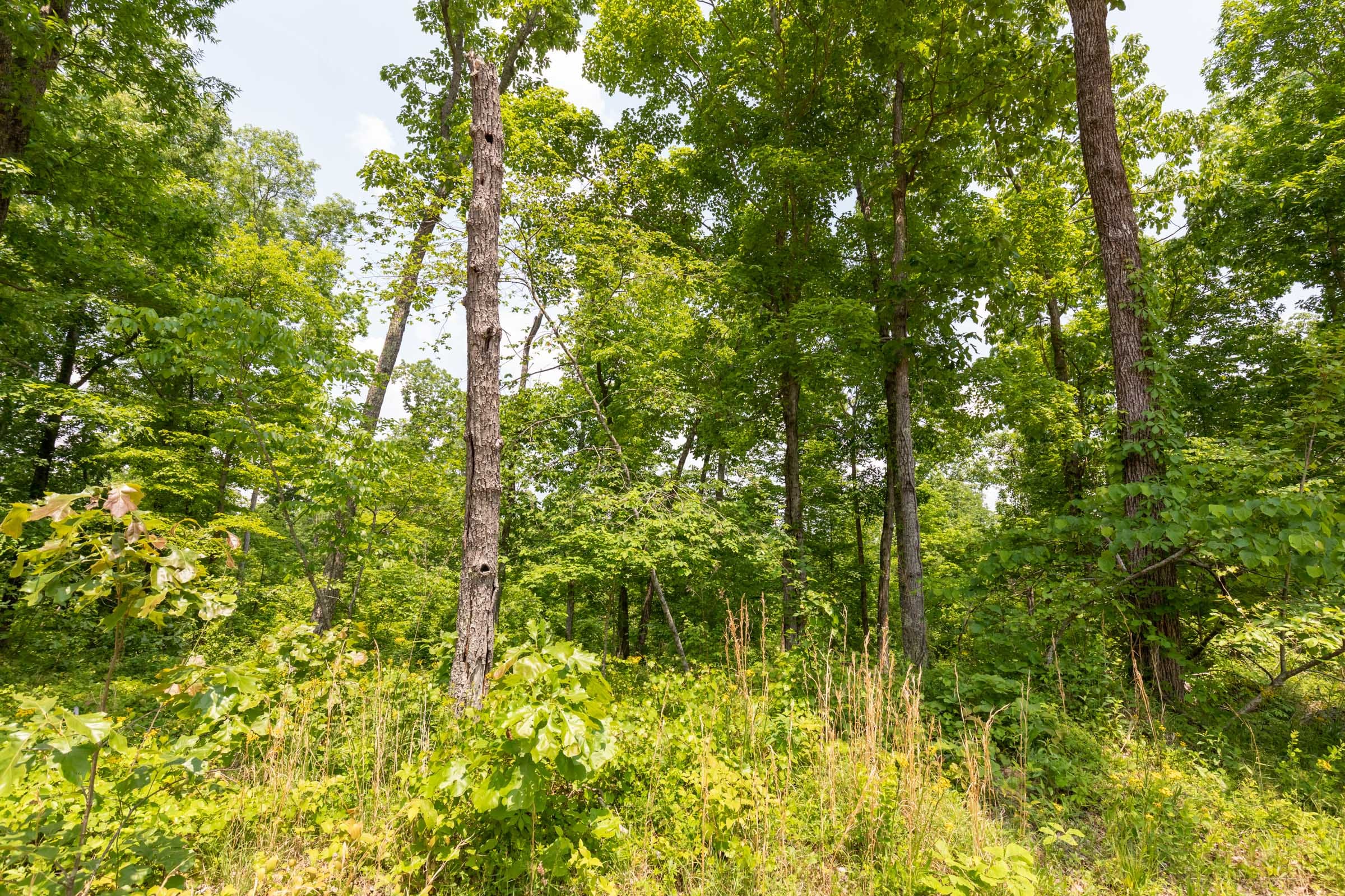 Cedar Creek Tract 14 photo 6