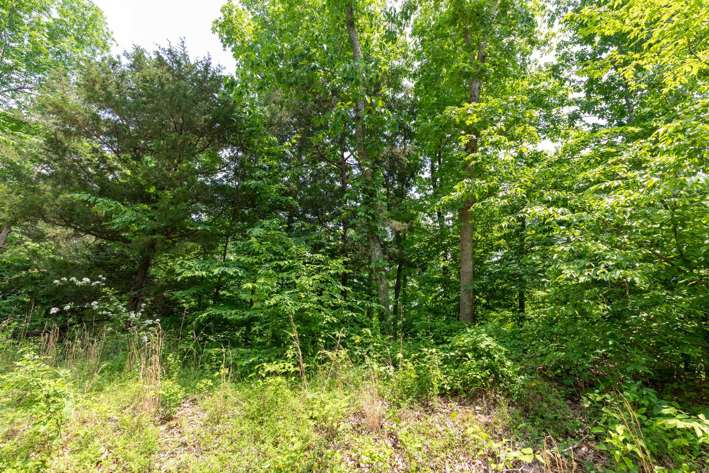 Cedar Creek Tract 14 photo 7