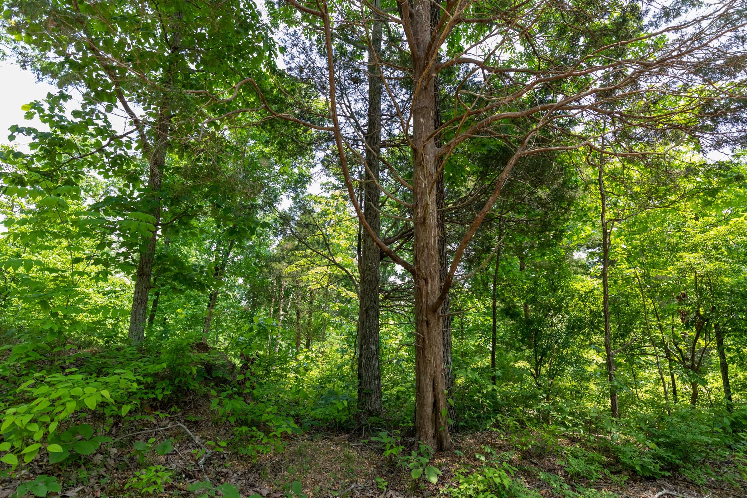 Cedar Creek Tract 14 photo 8