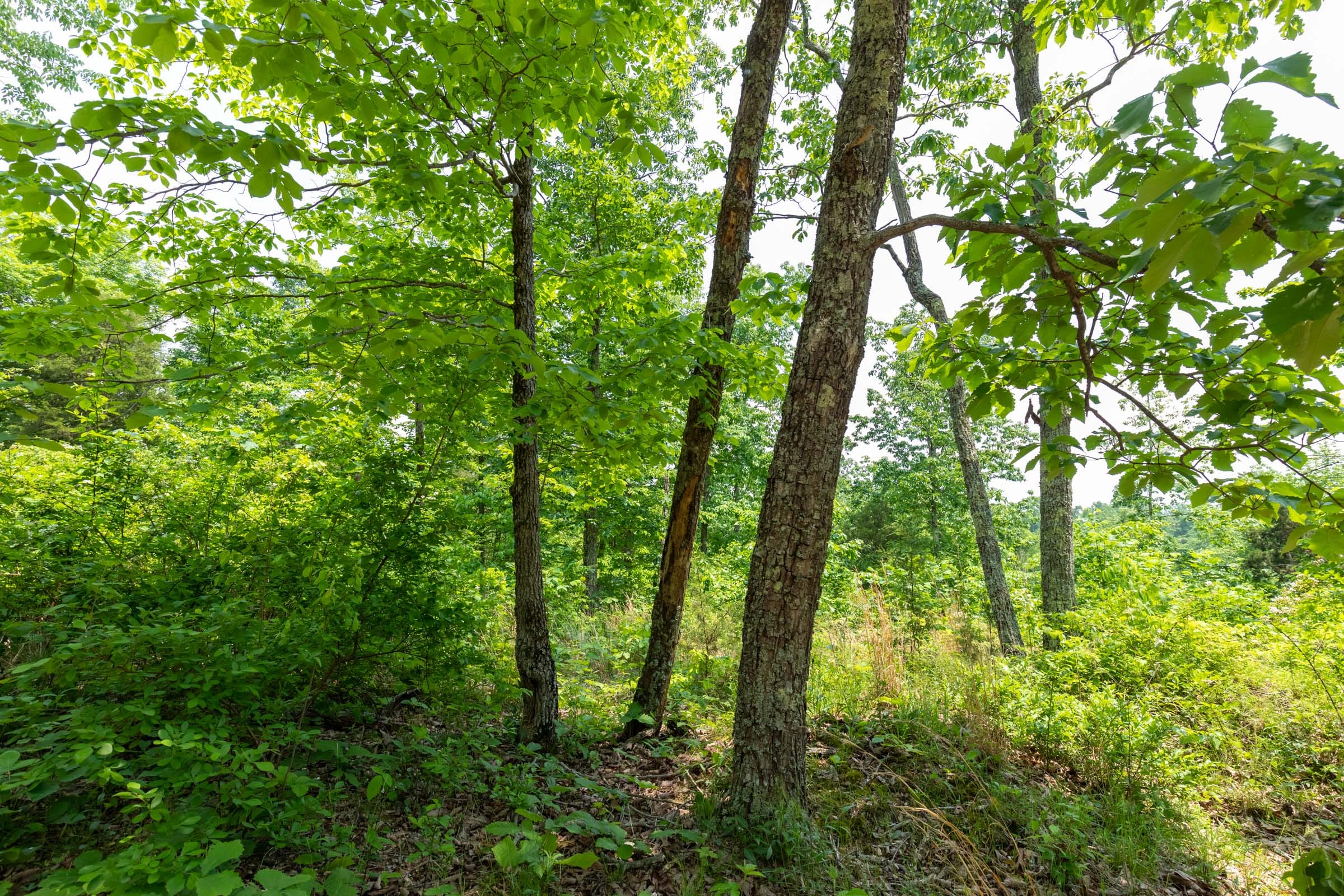 Cedar Creek Tract 14 photo 10