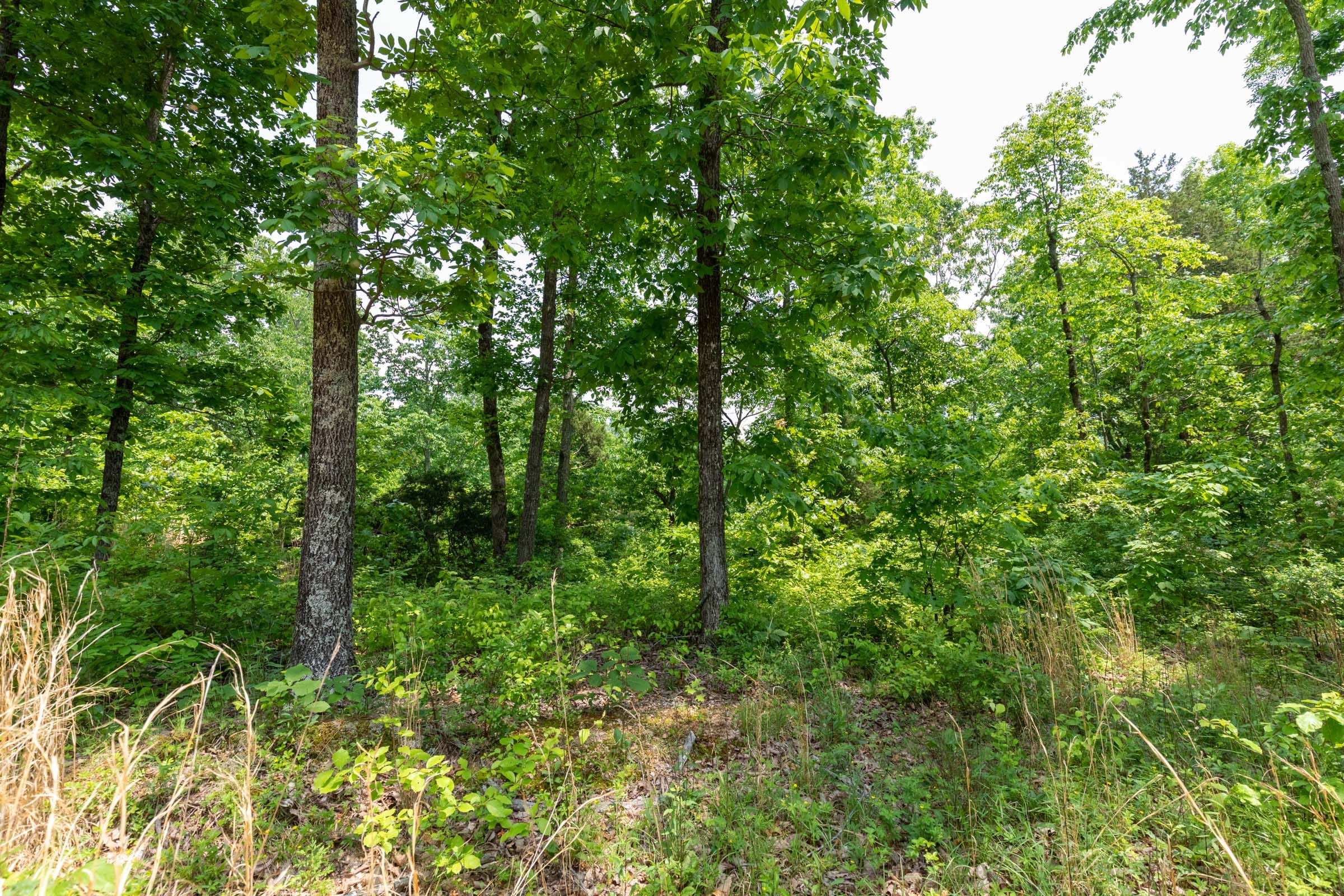 Cedar Creek Tract 14 photo 11