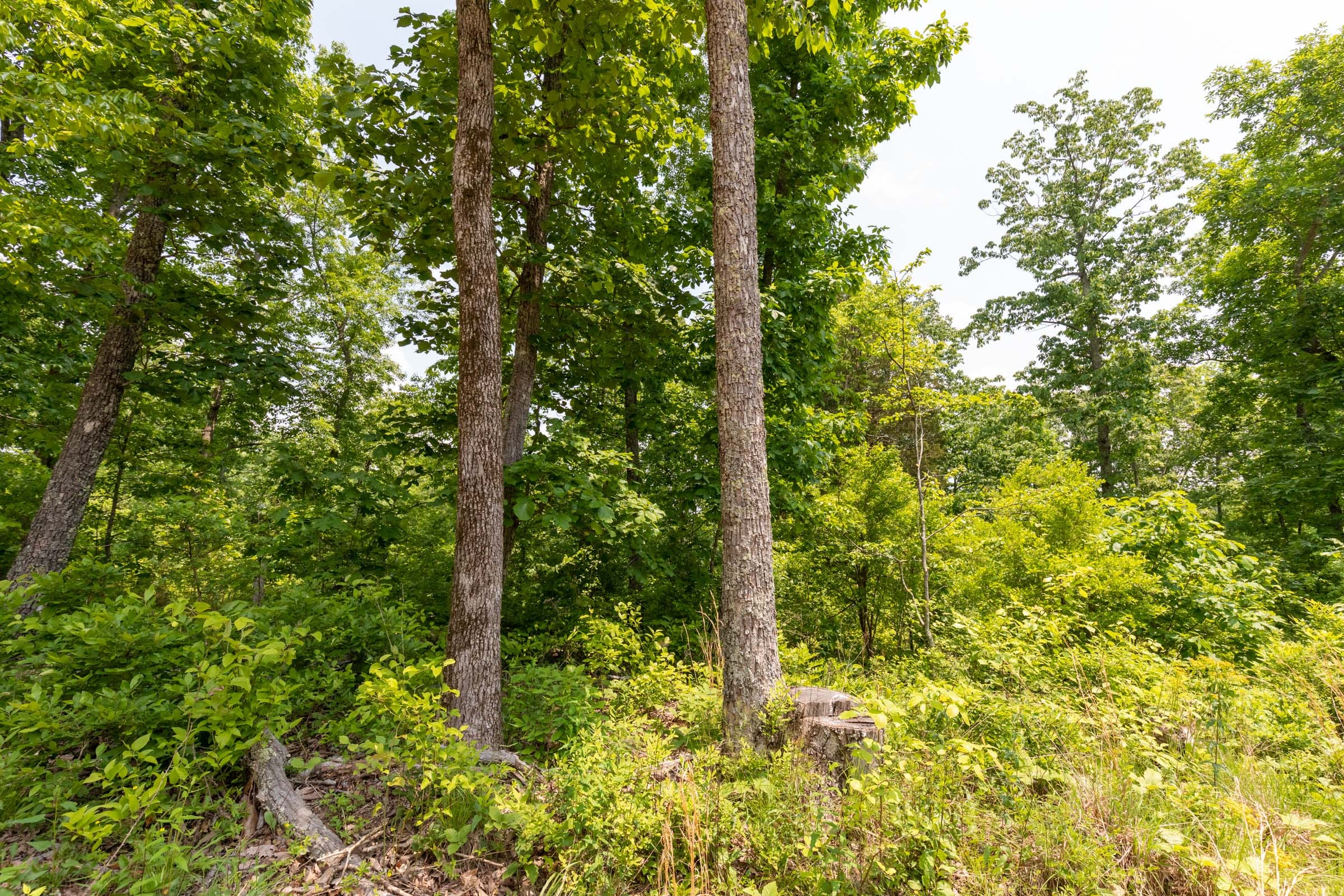 Cedar Creek Tract 14 photo 12