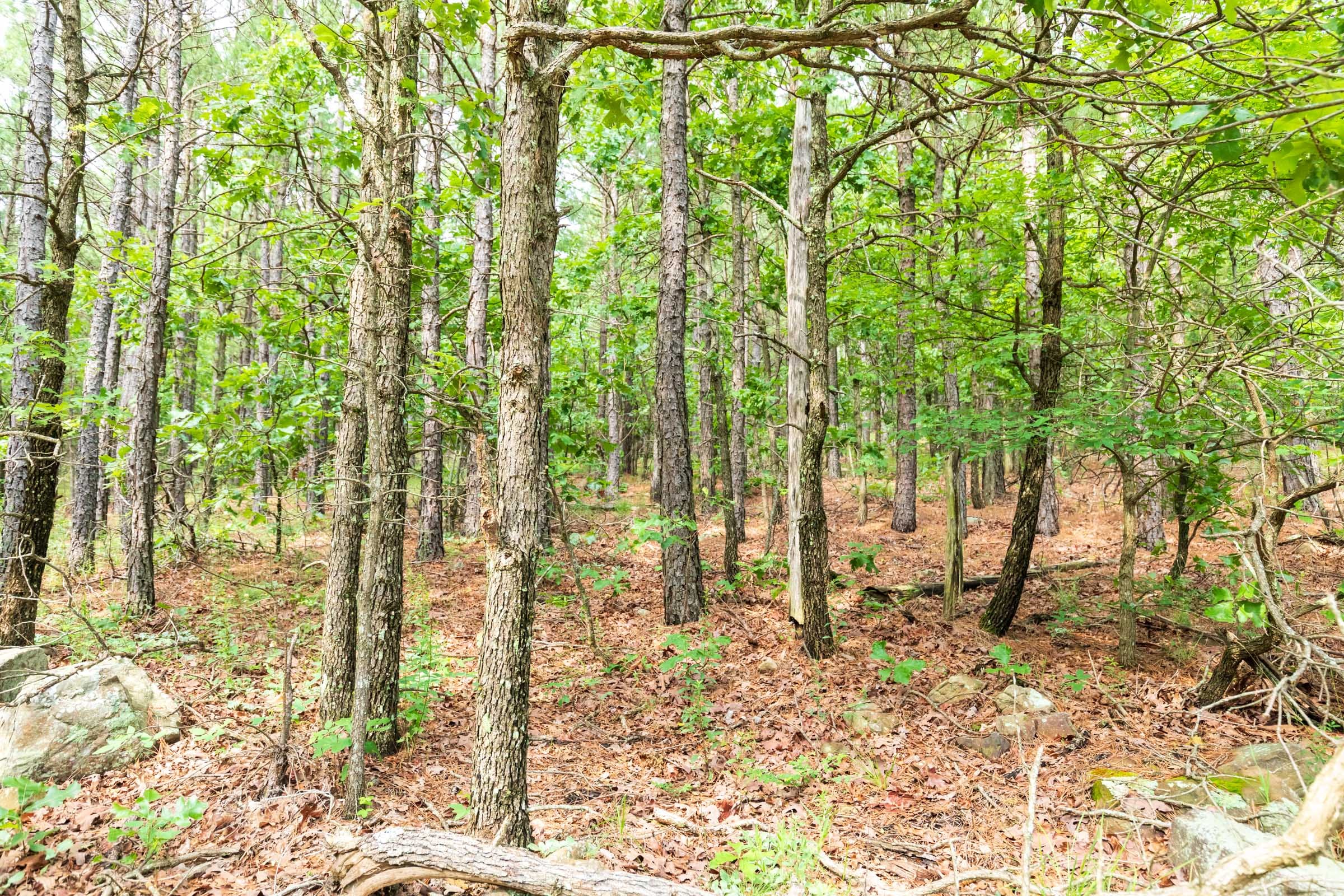 Stone Bridge Phase VI Tract 437 photo 3