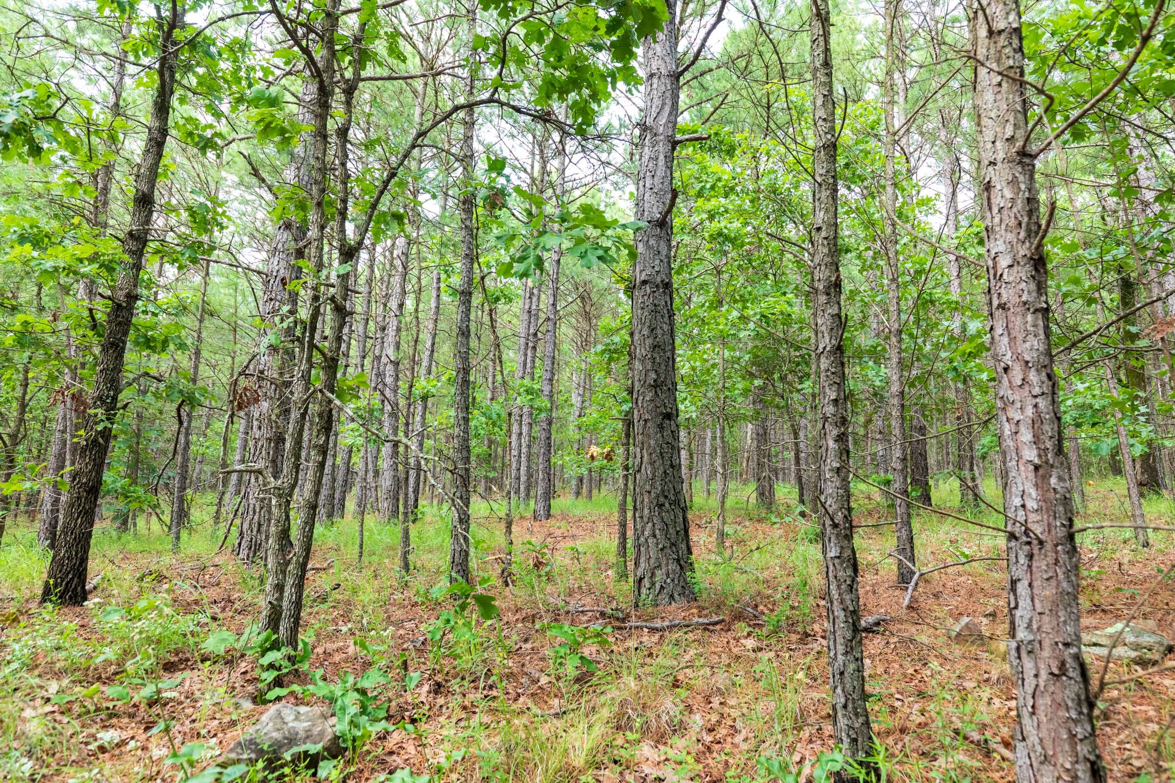 Stone Bridge Phase VI Tract 437 photo 5