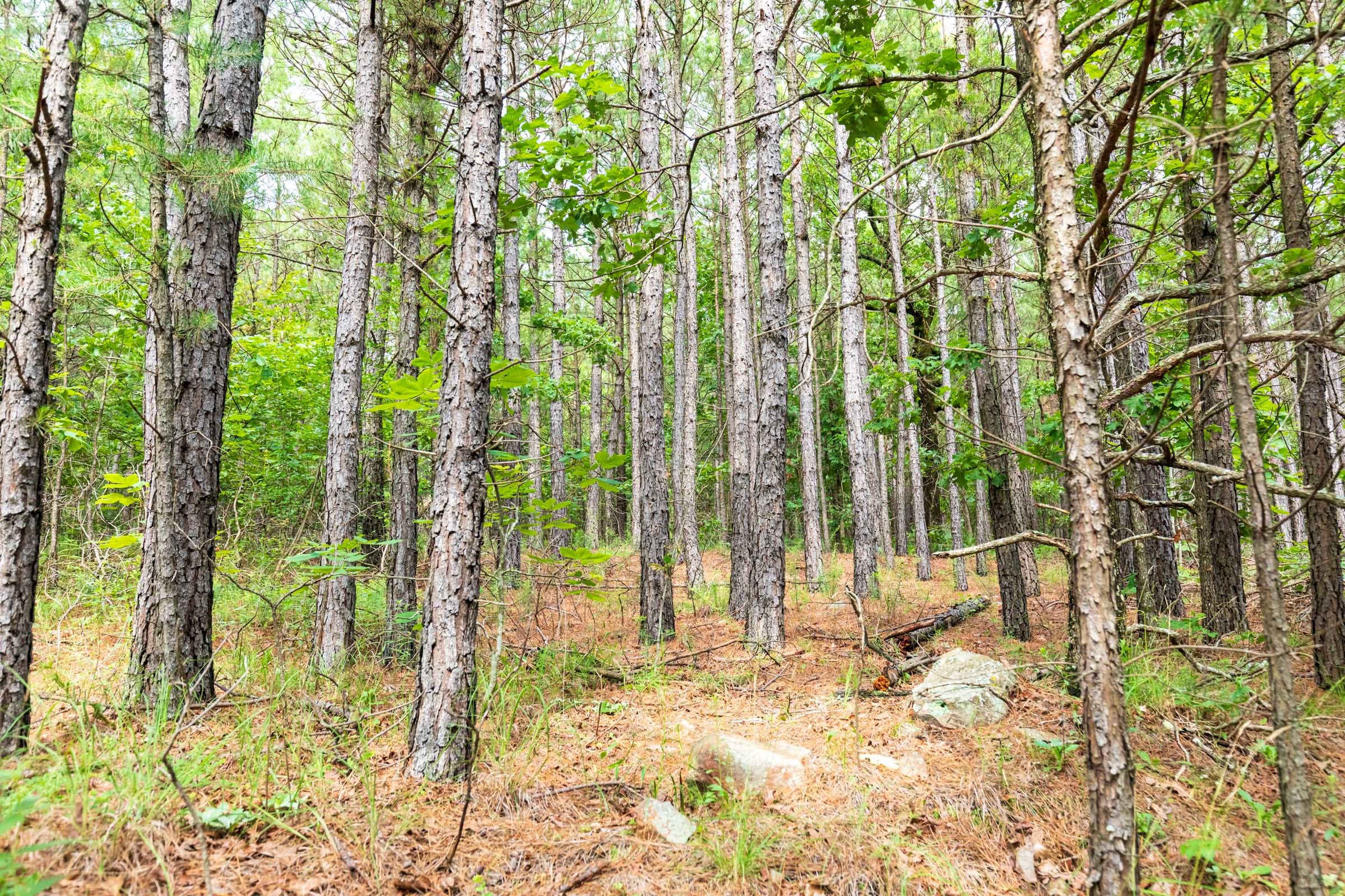 Stone Bridge Phase VI Tract 437 photo 10