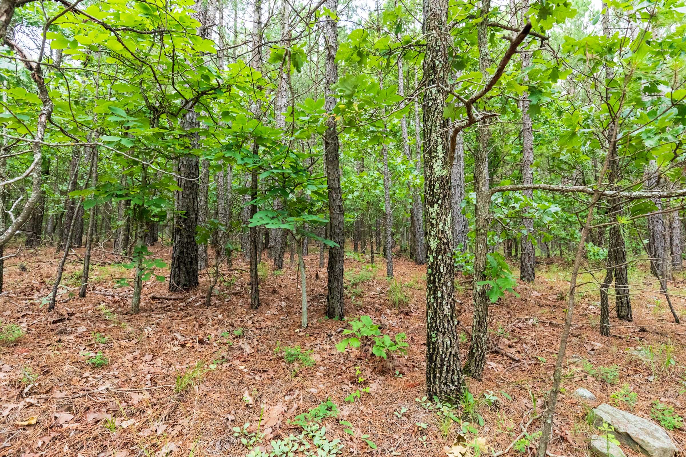 Stone Bridge Phase VI Tract 437 photo 8