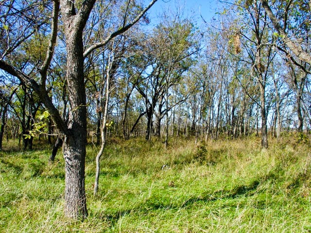Saddlebrook Ranch Tract 17 photo 5