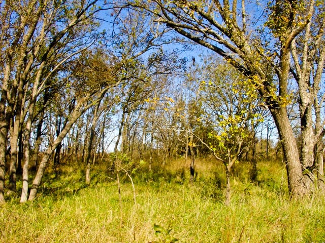 Saddlebrook Ranch Tract 17 photo 6
