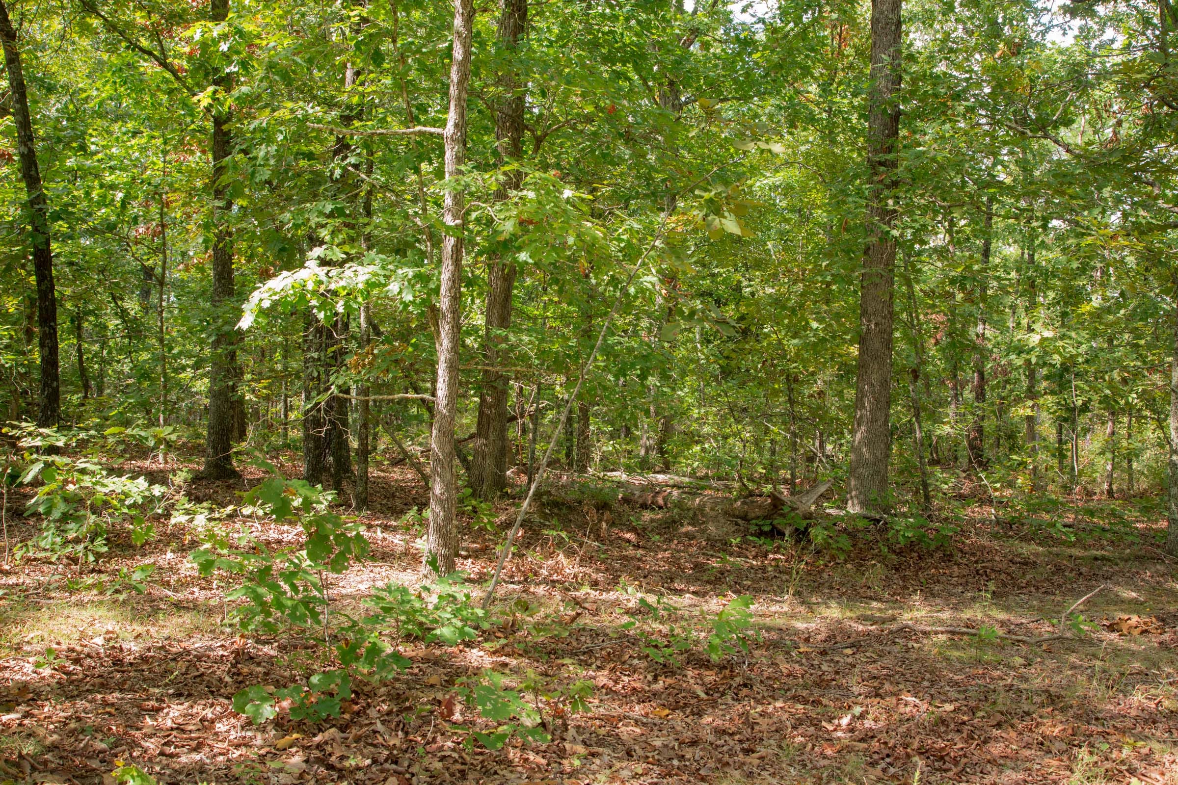 Wagon Wheel Ranch Tract 14 photo 4