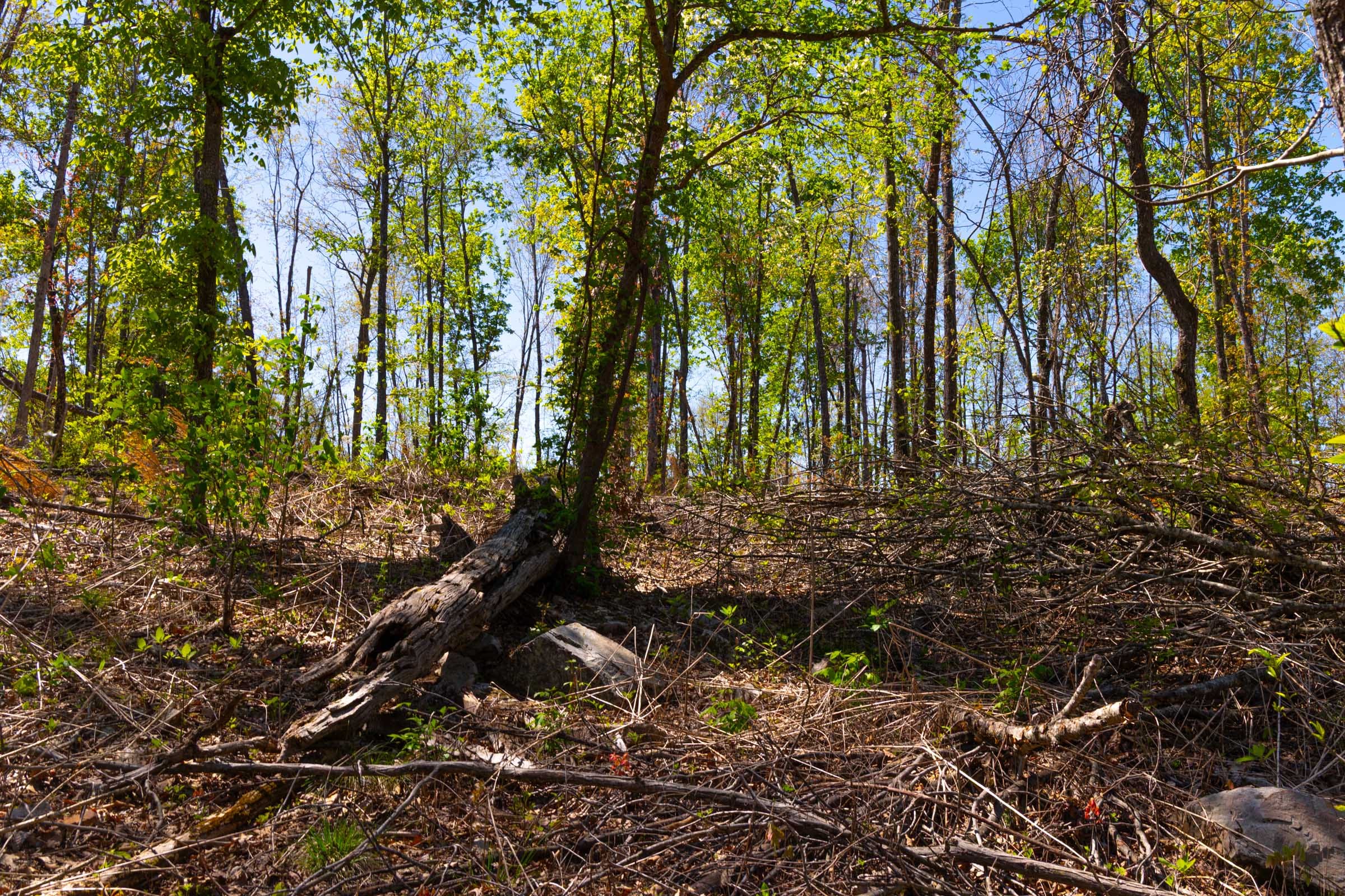Lazybrook Tract 9 photo 6