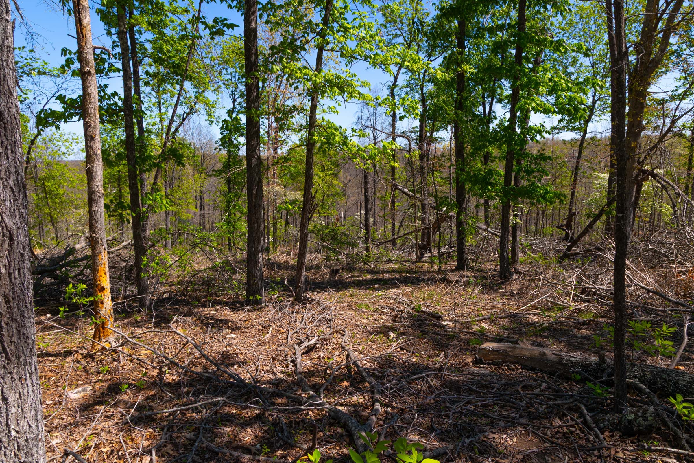 Lazybrook Tract 9 photo 1