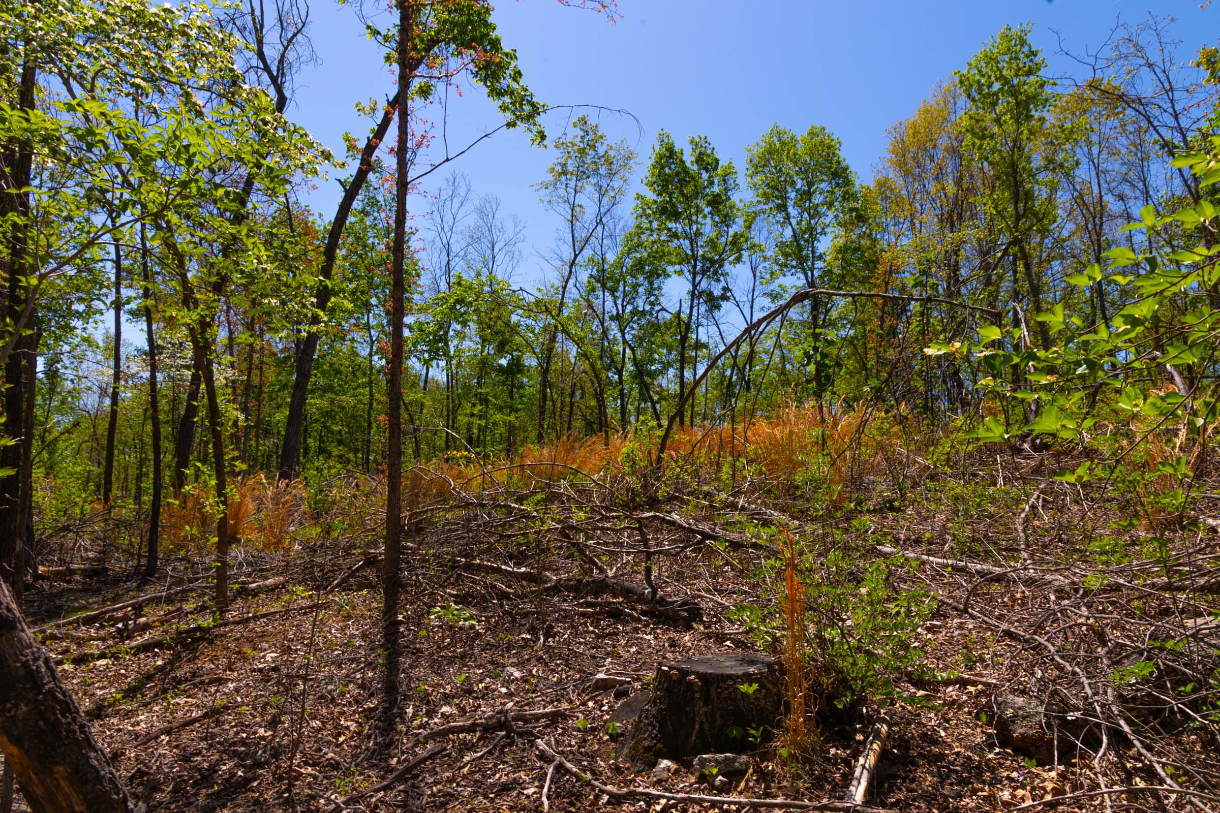 Lazybrook Tract 9 photo 3