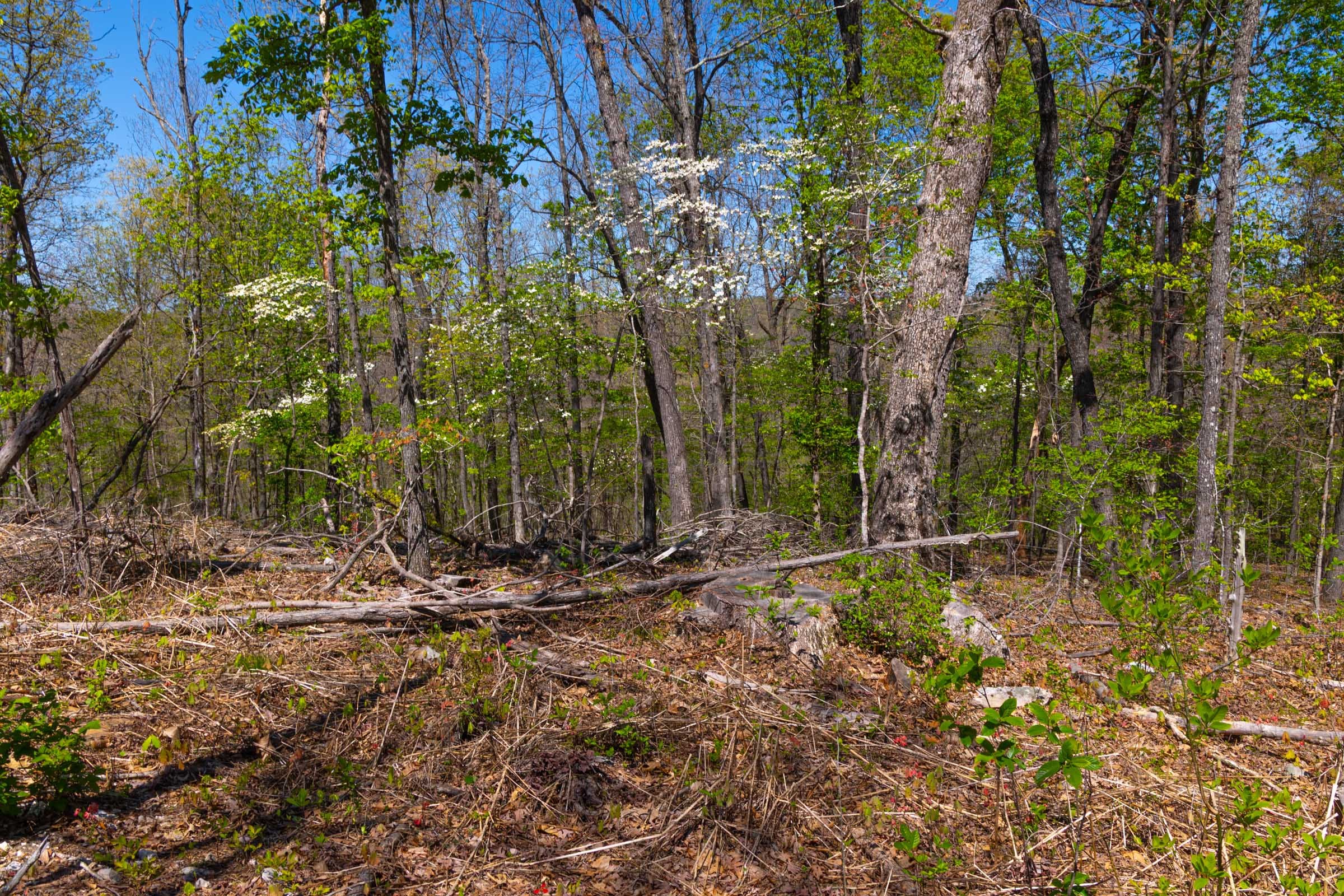 Lazybrook Tract 9 photo 7