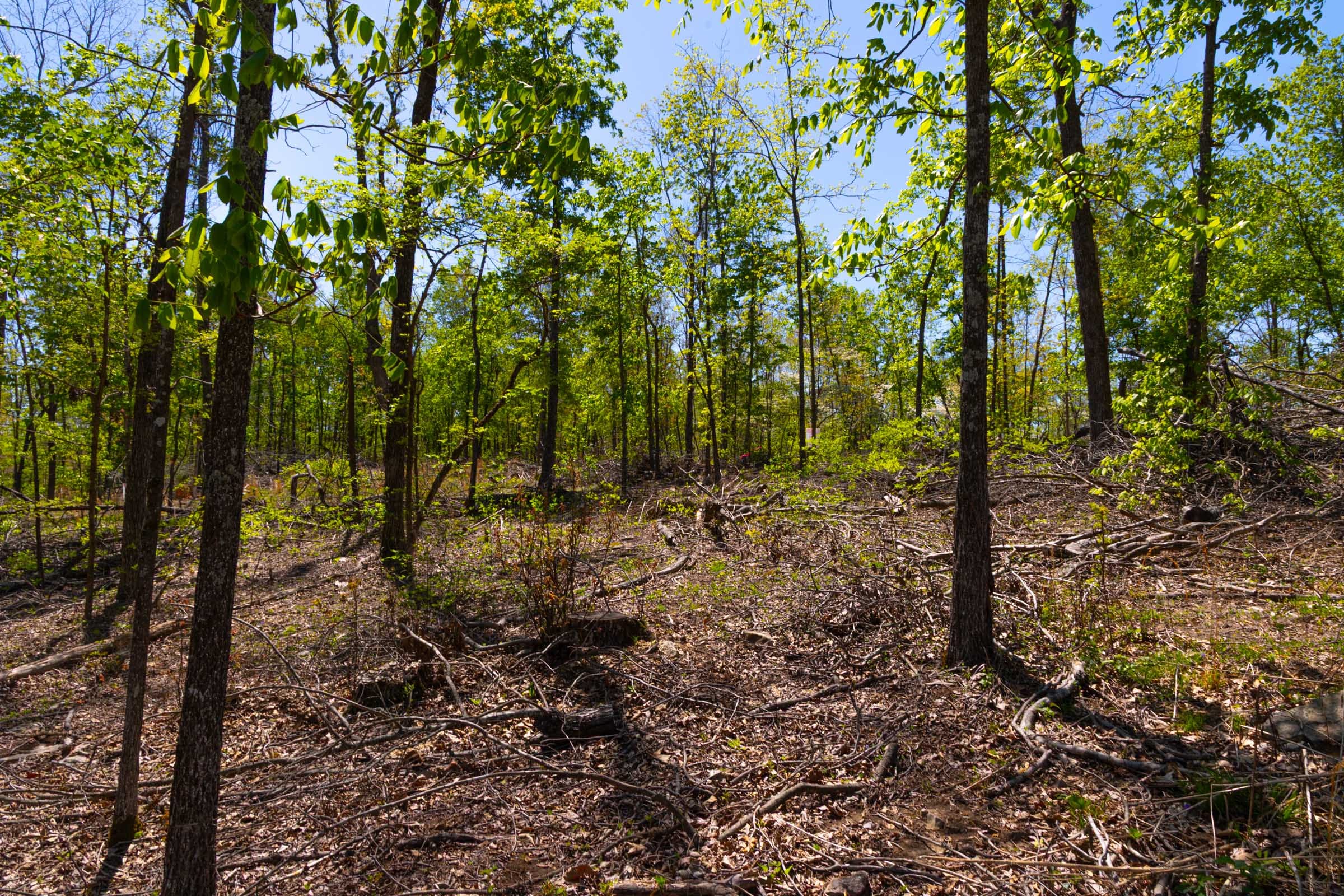 Lazybrook Tract 9 photo 8