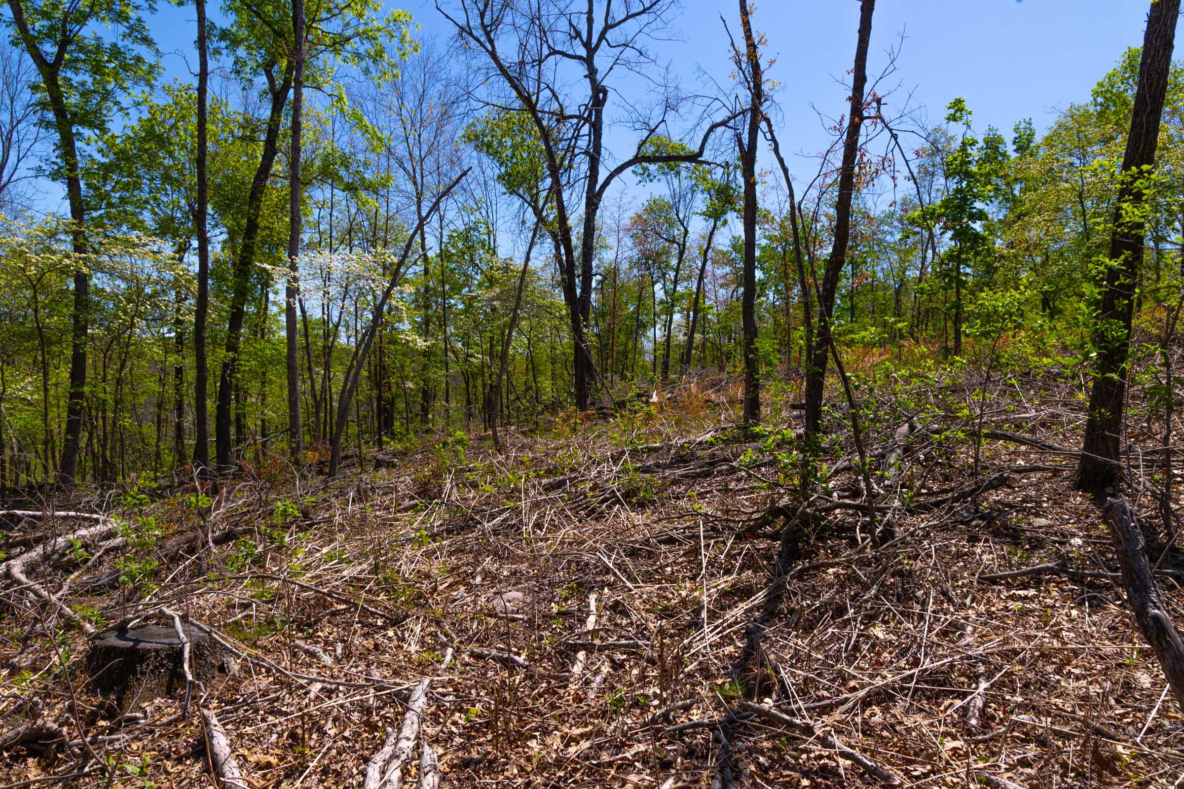 Lazybrook Tract 9 photo 9