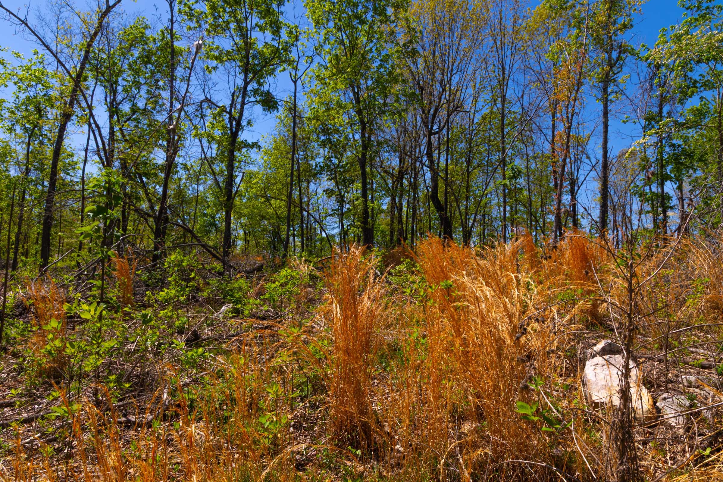Lazybrook Tract 9 photo 10
