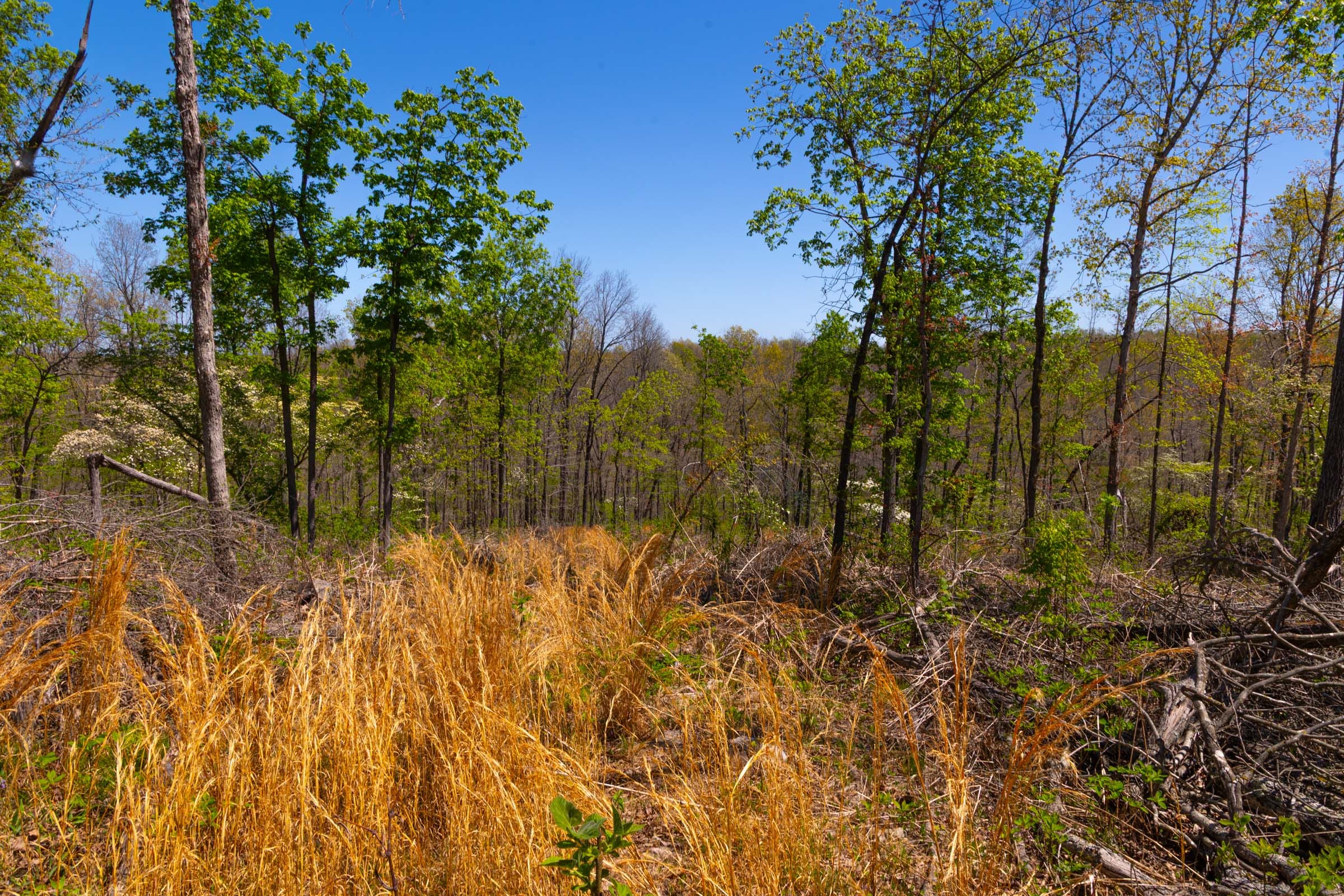 Lazybrook Tract 9 photo 5