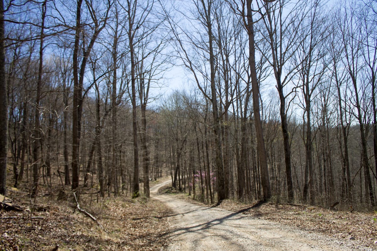 Chestnut Oak Ridge Tract 29 photo 2