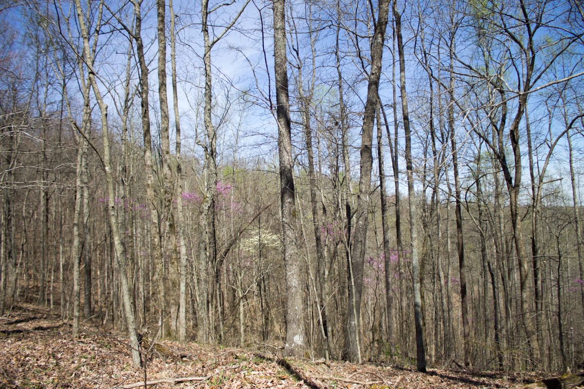 Chestnut Oak Ridge Tract 29 photo 5