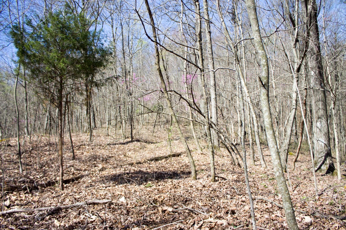 Chestnut Oak Ridge Tract 29 photo 6