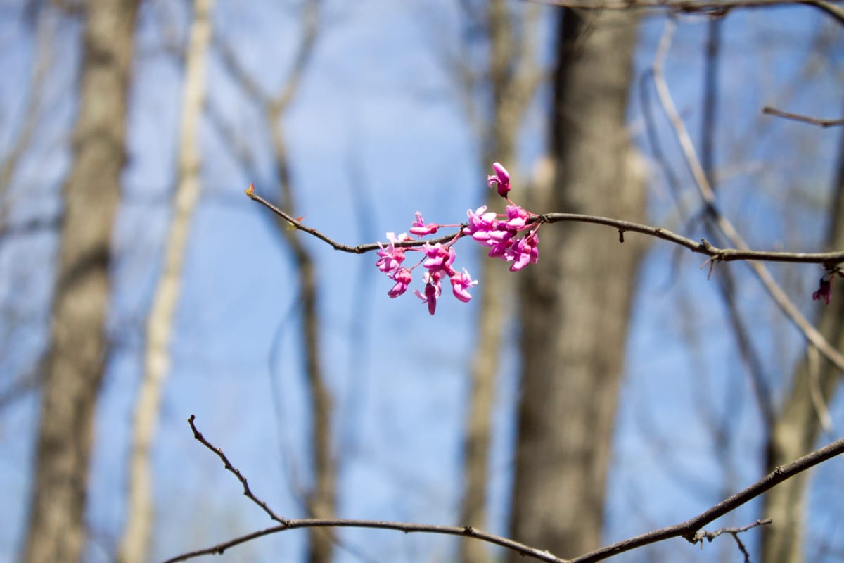 Chestnut Oak Ridge Tract 29 photo 7