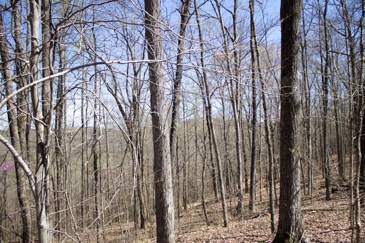 Chestnut Oak Ridge Tract 29 photo 8
