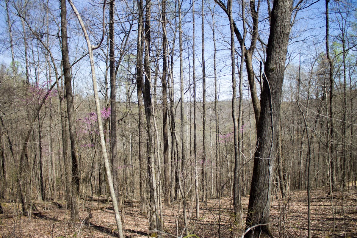 Chestnut Oak Ridge Tract 29 photo 9