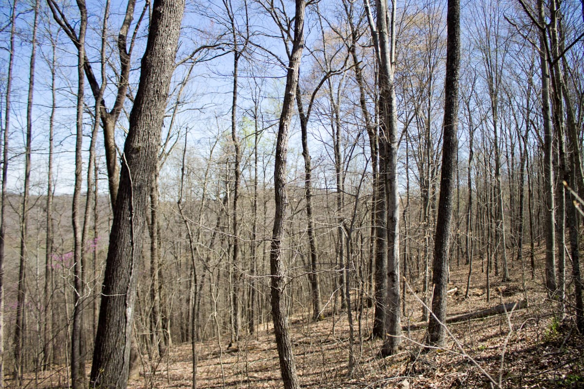 Chestnut Oak Ridge Tract 29 photo 10