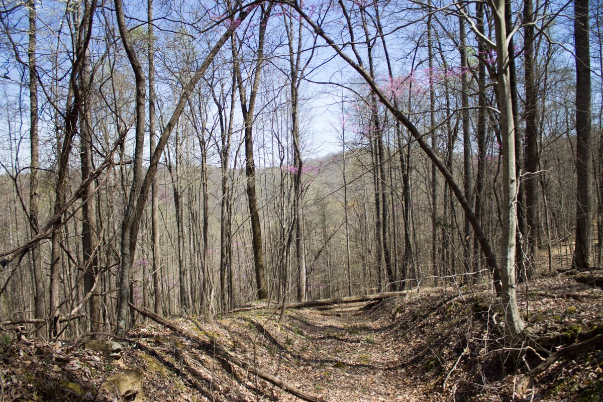 Chestnut Oak Ridge Tract 29 photo 11