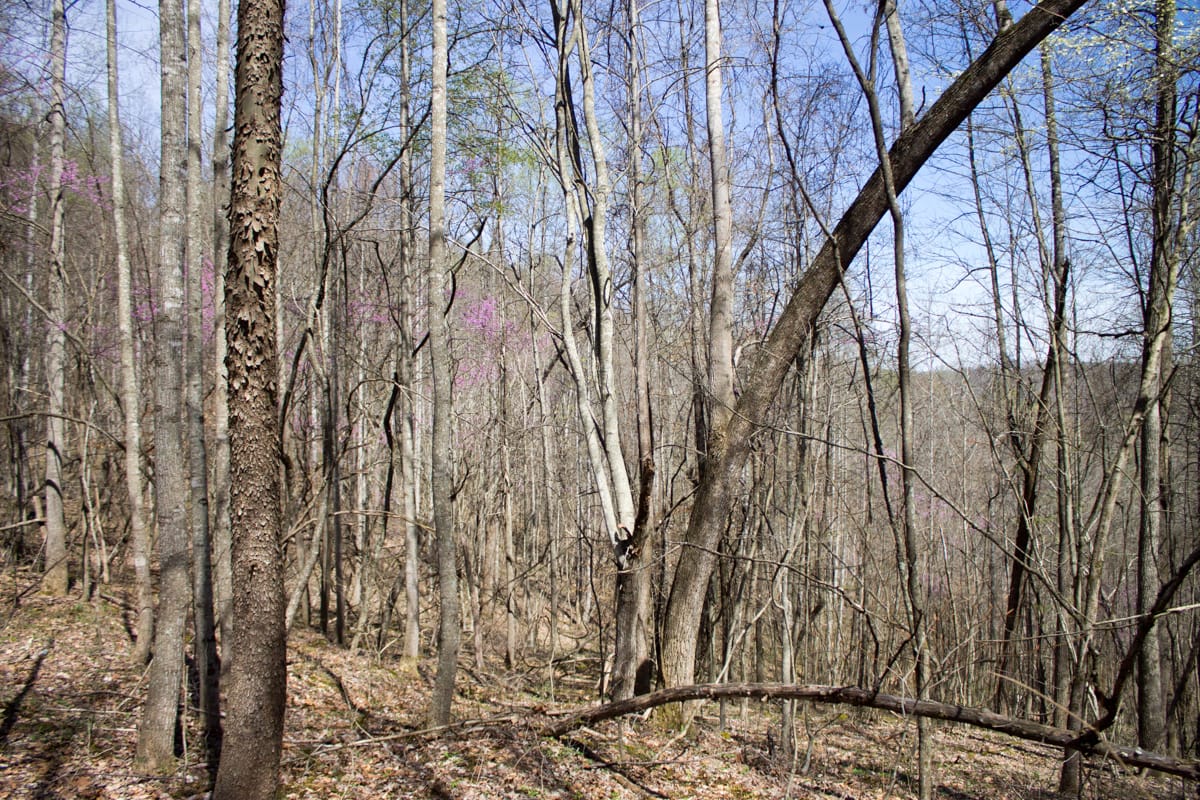 Chestnut Oak Ridge Tract 29 photo 12