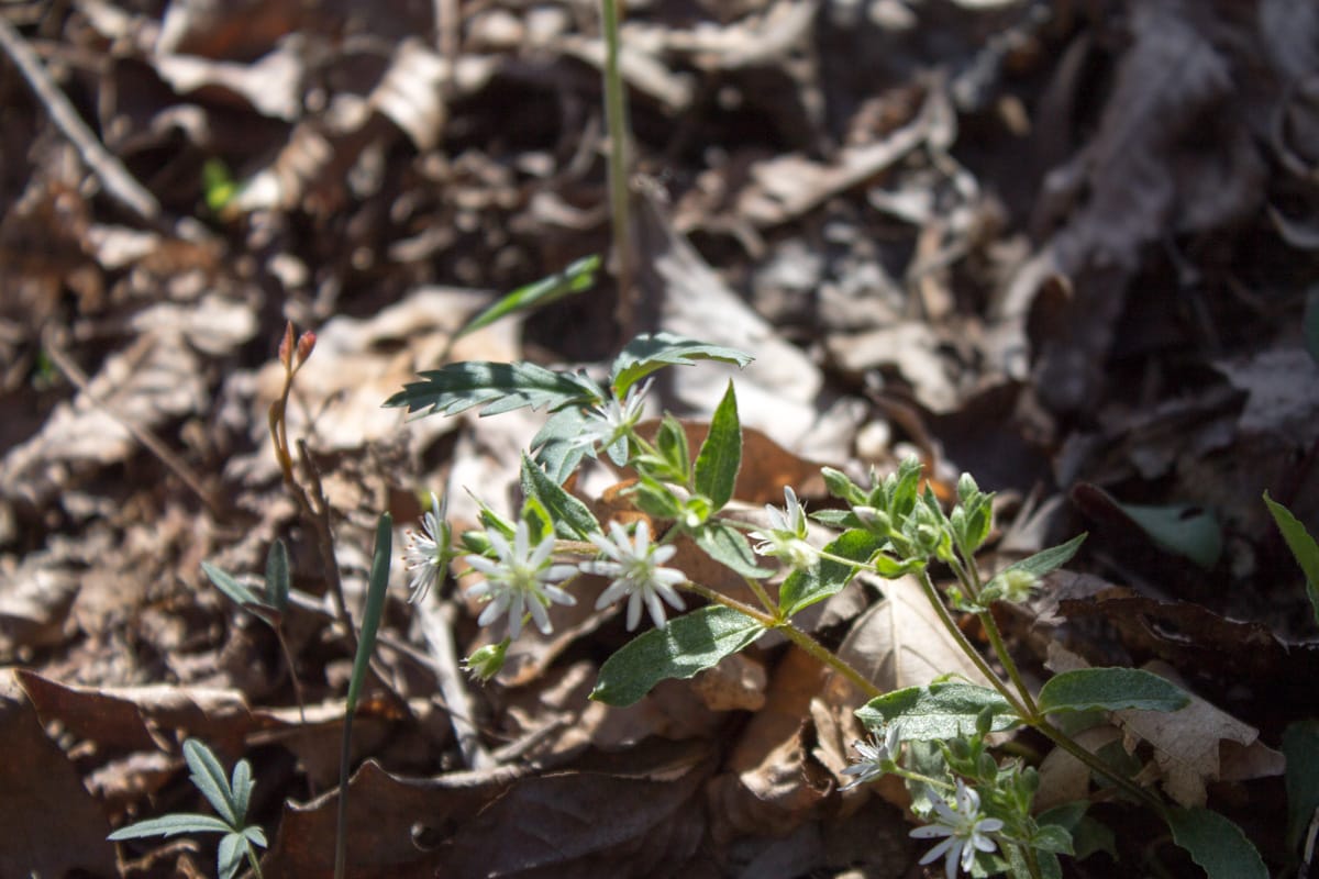 Chestnut Oak Ridge Tract 29 photo 14